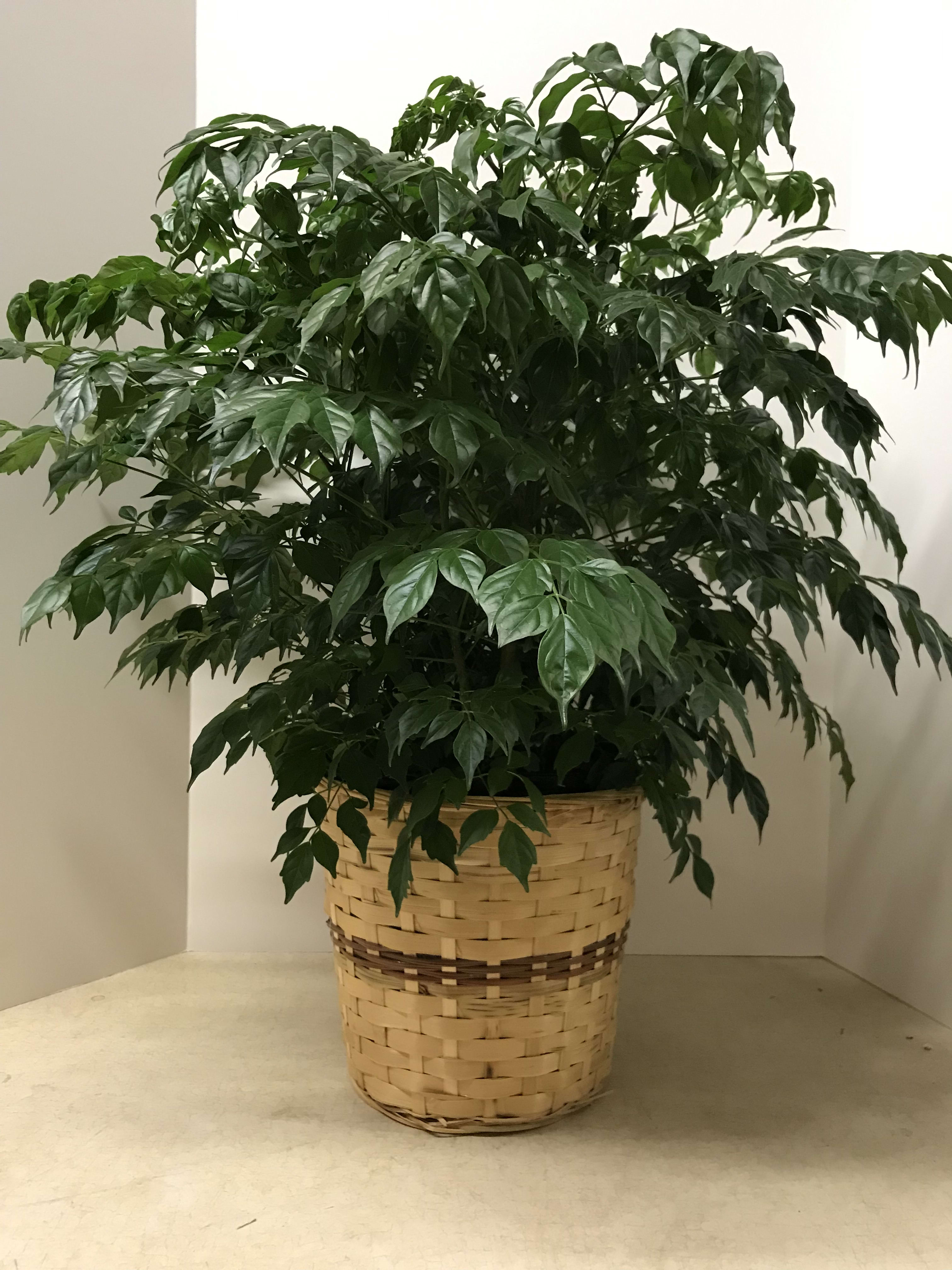 China Doll Tree in Christiansburg, VA Angle Florist, Inc.