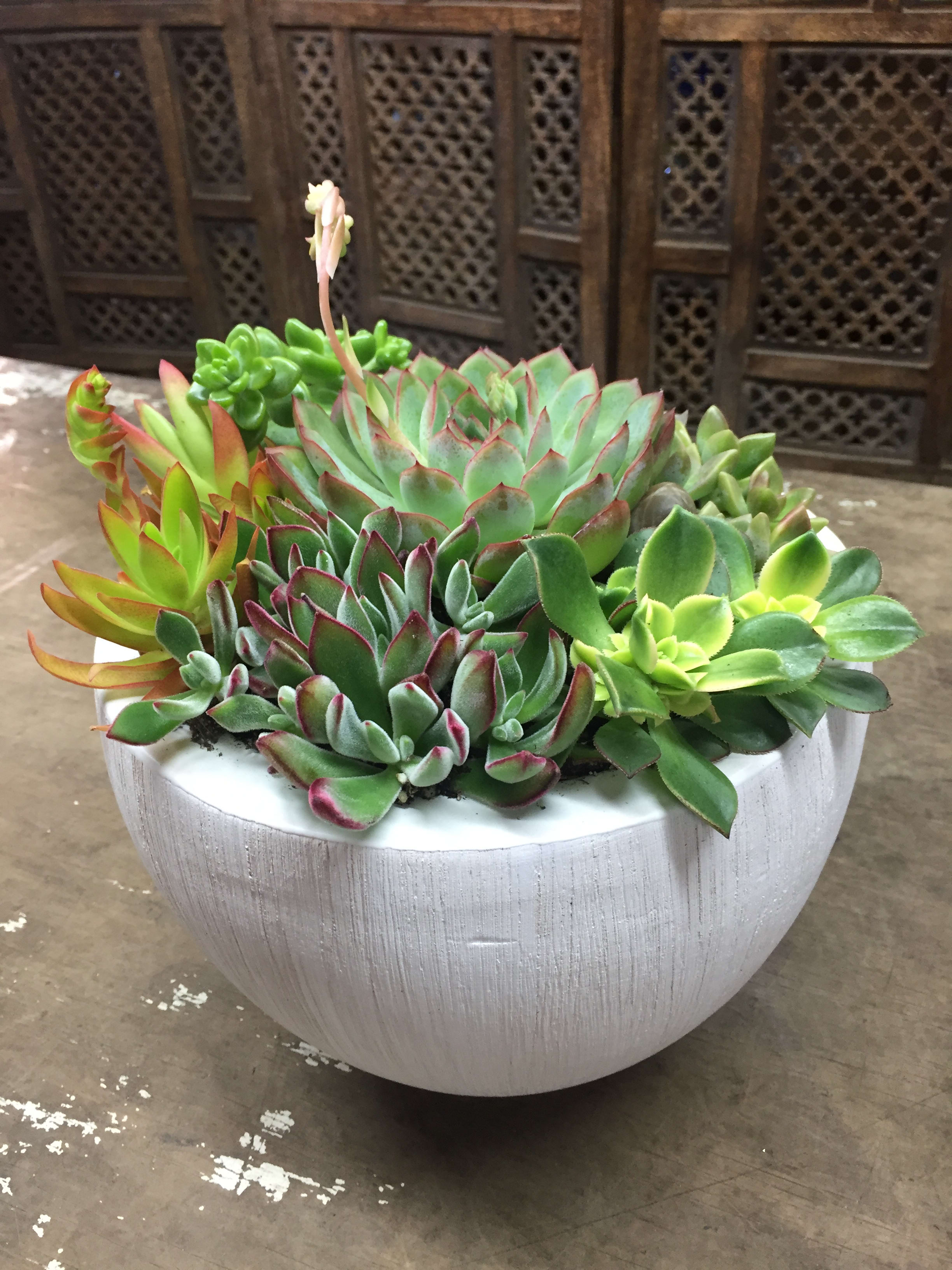 SUCCULENTS IN WHITE in Playa Del Rey, CA Playa Del Rey Florist