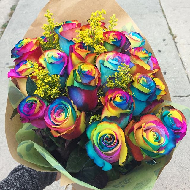 18 Rainbow Roses Los Angeles In Los Angeles Ca Highland Park