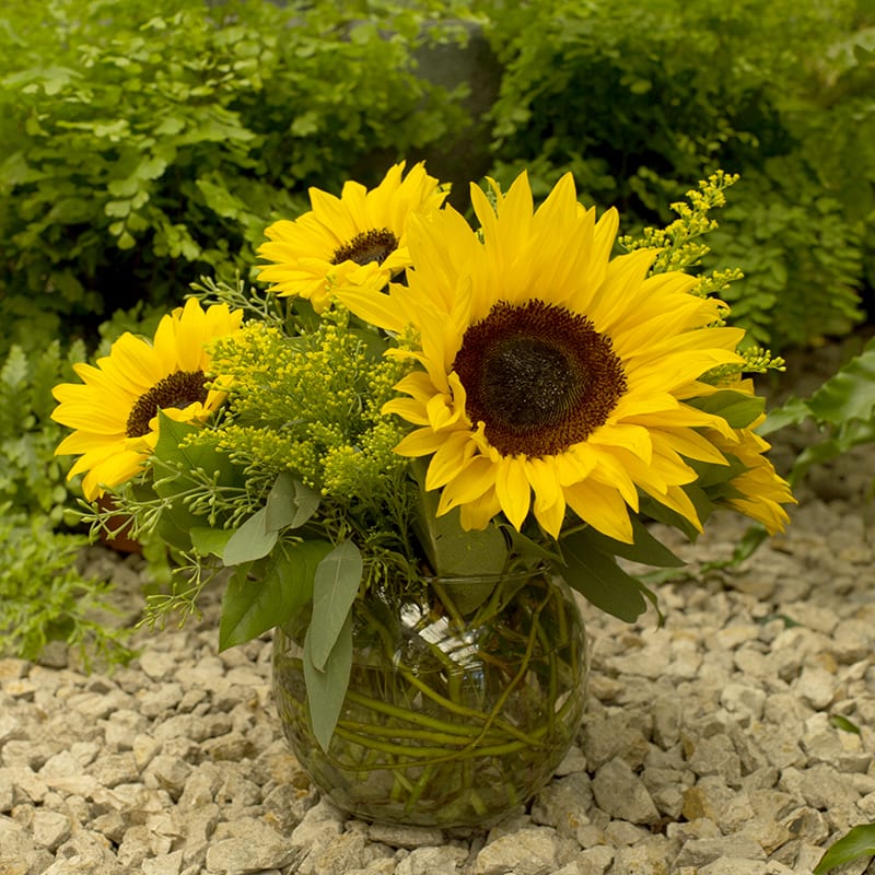 Sunny Sunflowers in Reno, NV | The Florist at Moana Nursery