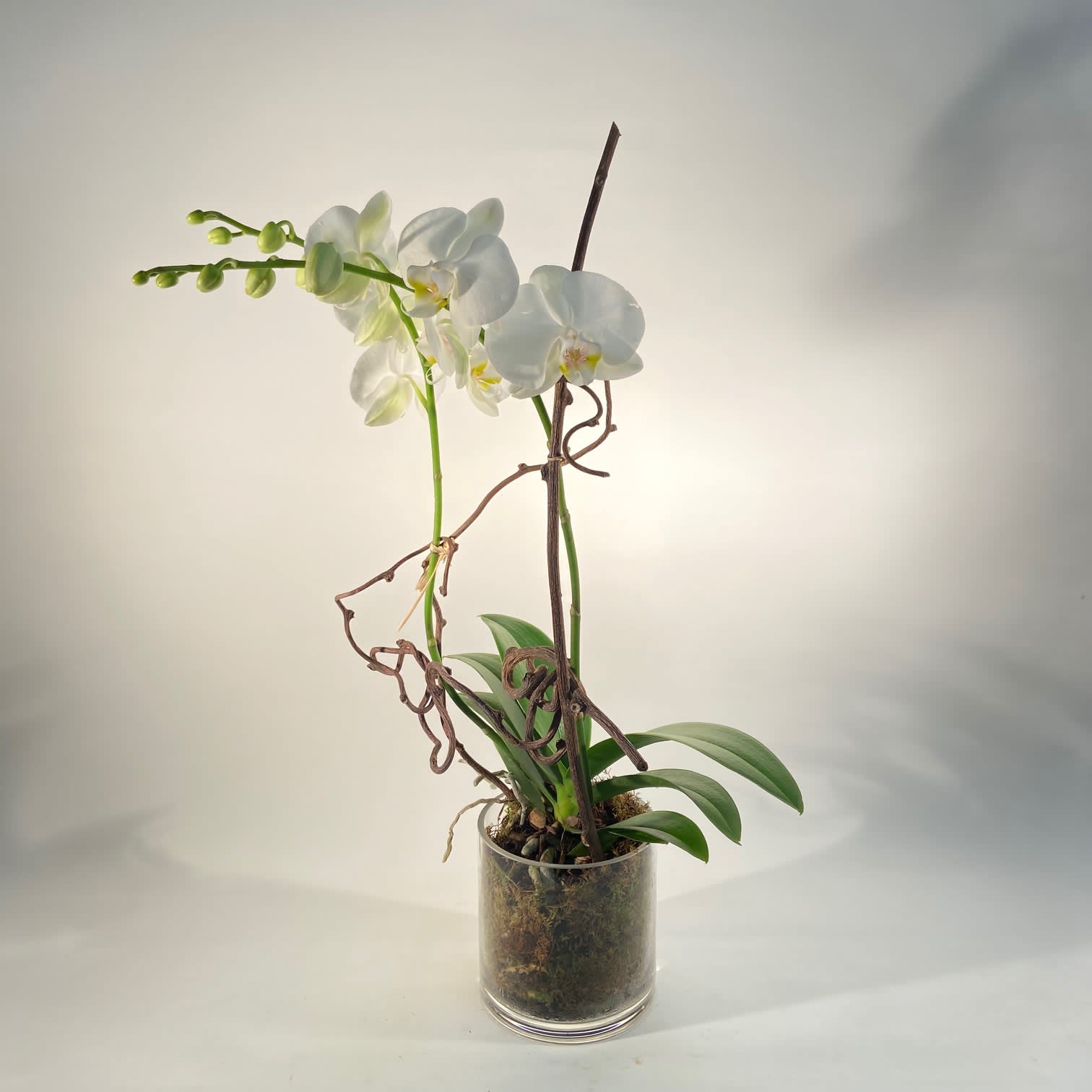 Serene Orchid In Fayetteville Ny Backyard Garden Florist