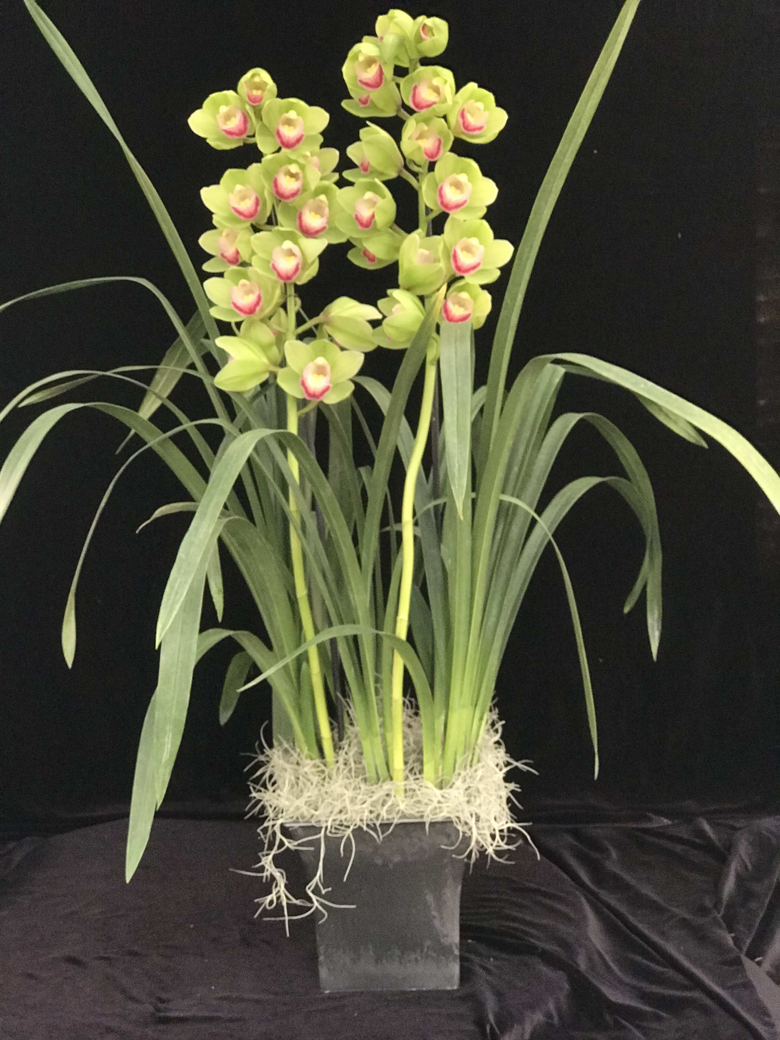 Cymbidium Green In Encinitas Ca Divine Orchids 3293