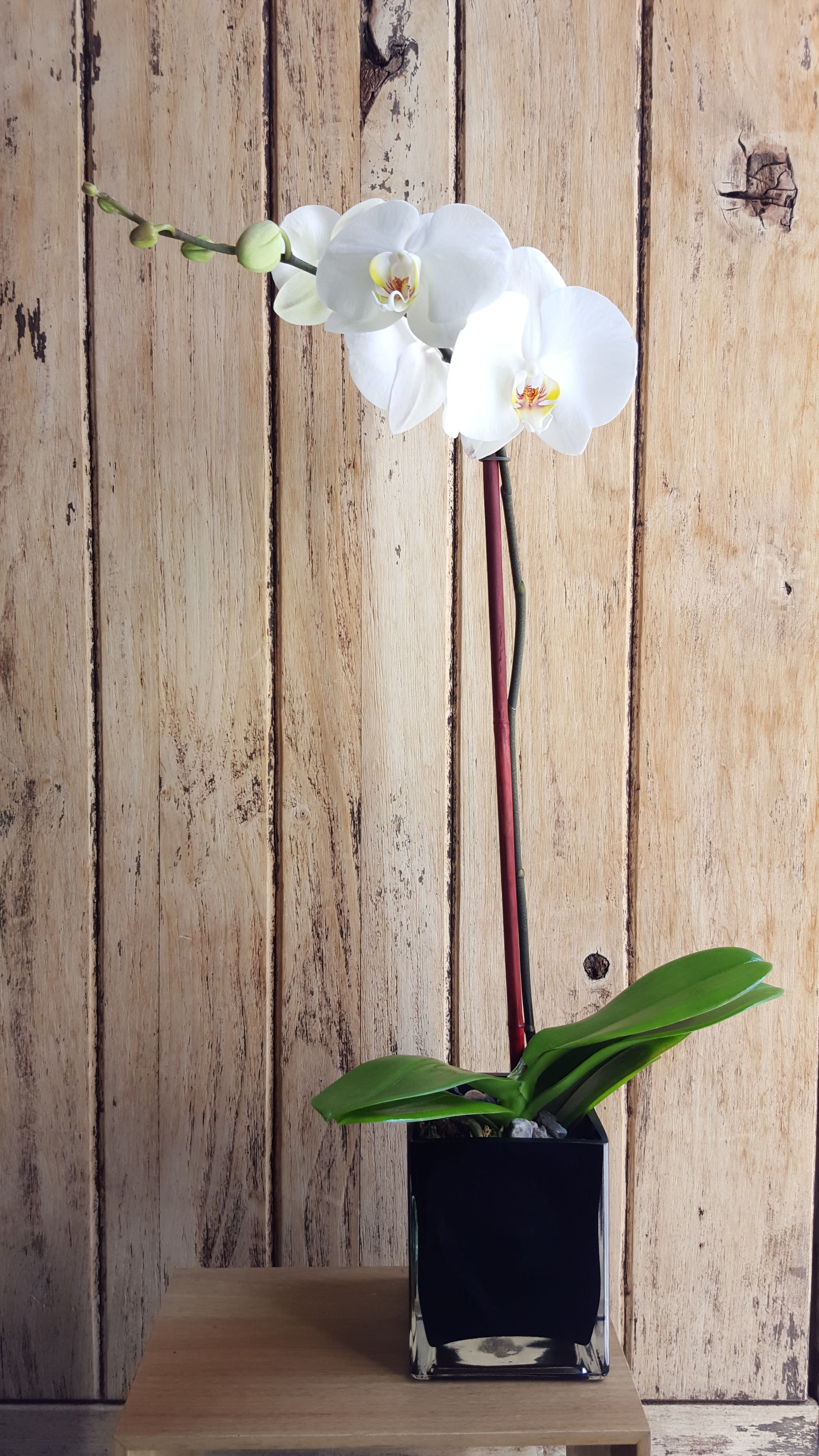 White Orchid Plant in Scottsdale, AZ | Paradise Valley Florist
