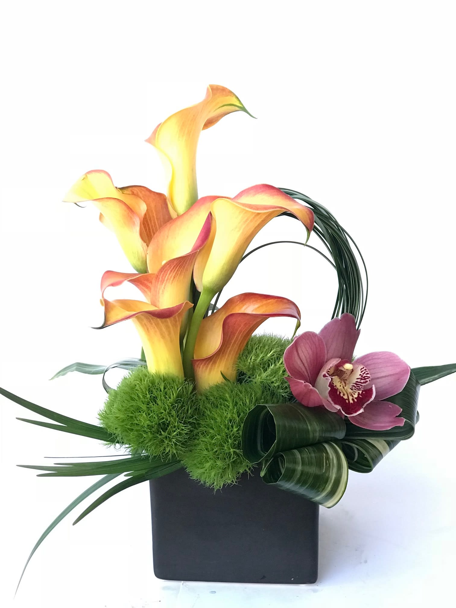 Tropicana in Westlake Village, CA XO Bloom