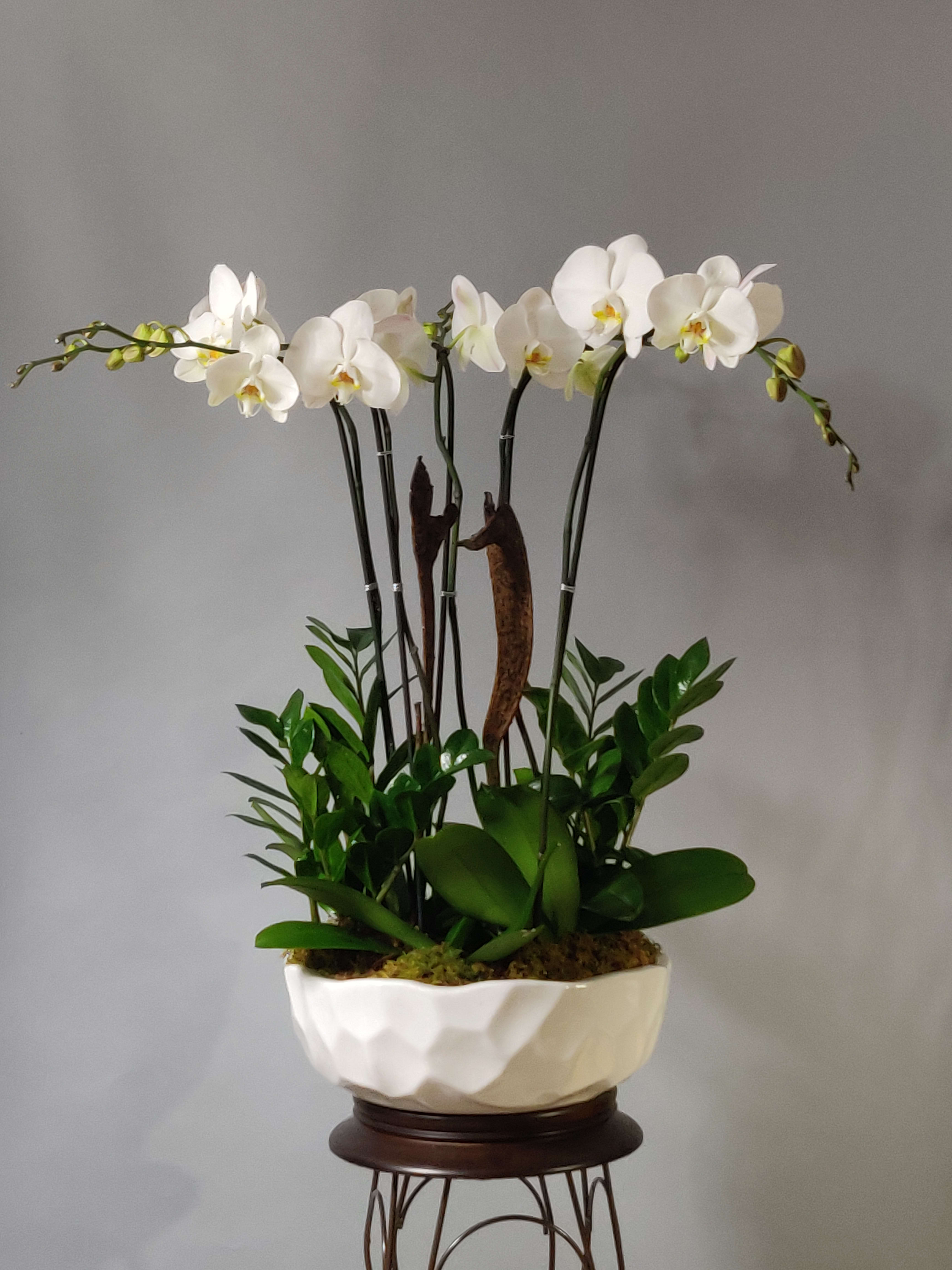 Solange Large Orchid Arrangement Free Delivery In Miami Fl Boutique Orchid 4676