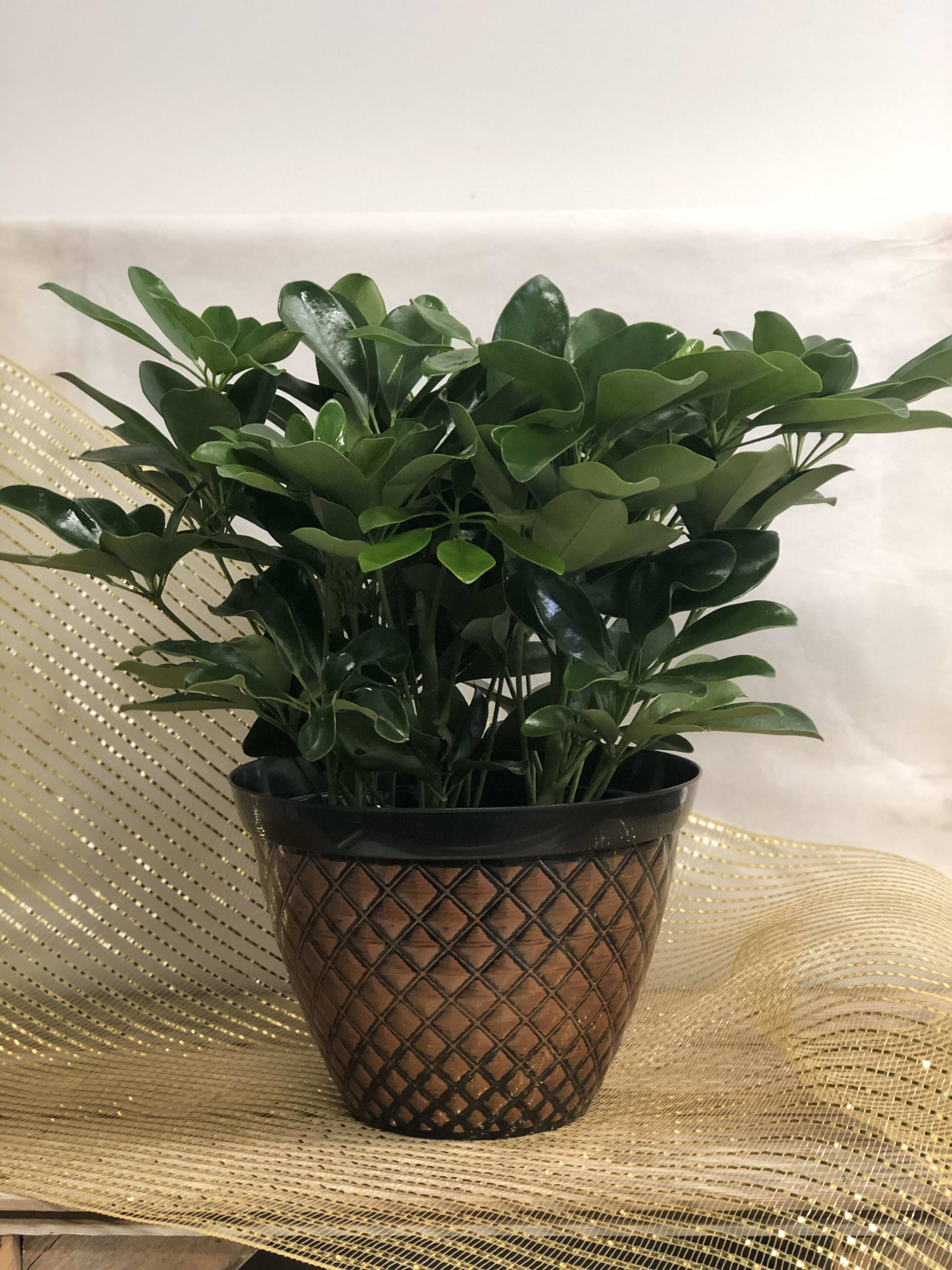 Green Plant in Mt Pleasant, MI | 3 Wishes Floral and ...