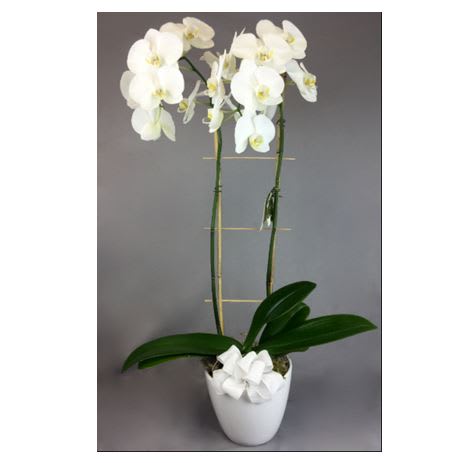 Orchid 2 Stem White In Dallas Tx I Love Roses Florist
