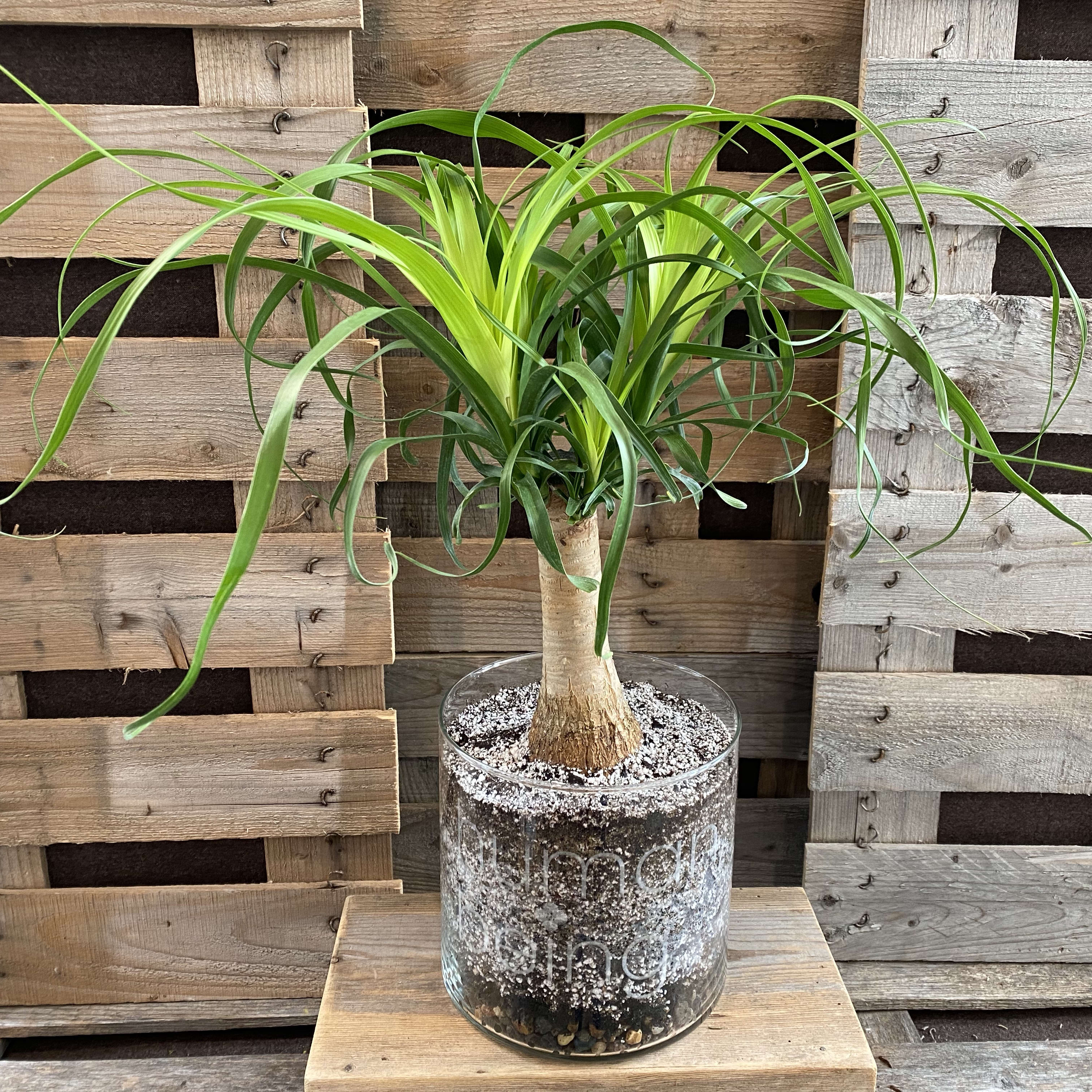 Ponytail Palm In Glass In St Peter Mn Sweet Alice