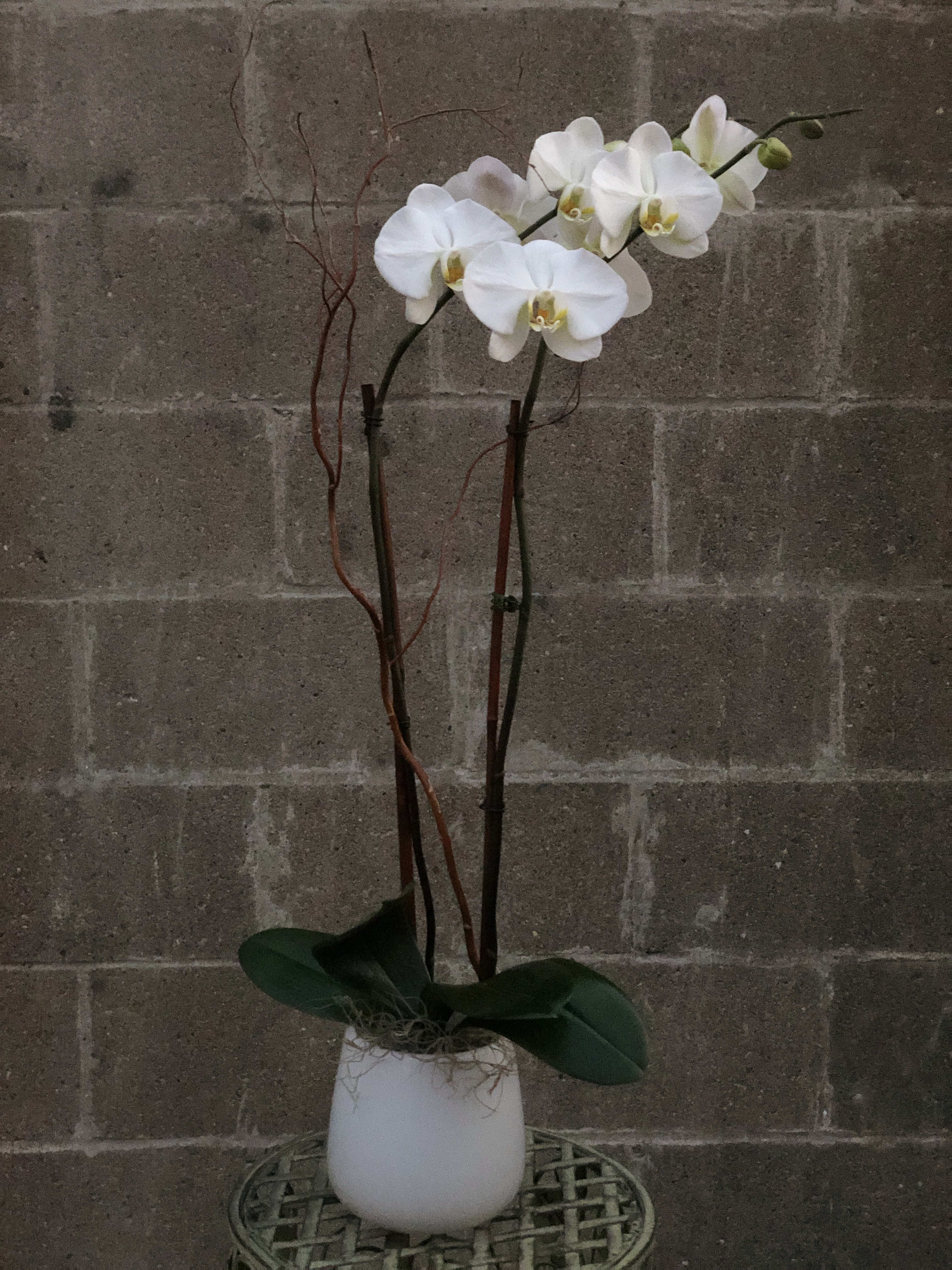 Double Stem Phalaenopsis Orchid In Belmont Ma Jayne S Flowers
