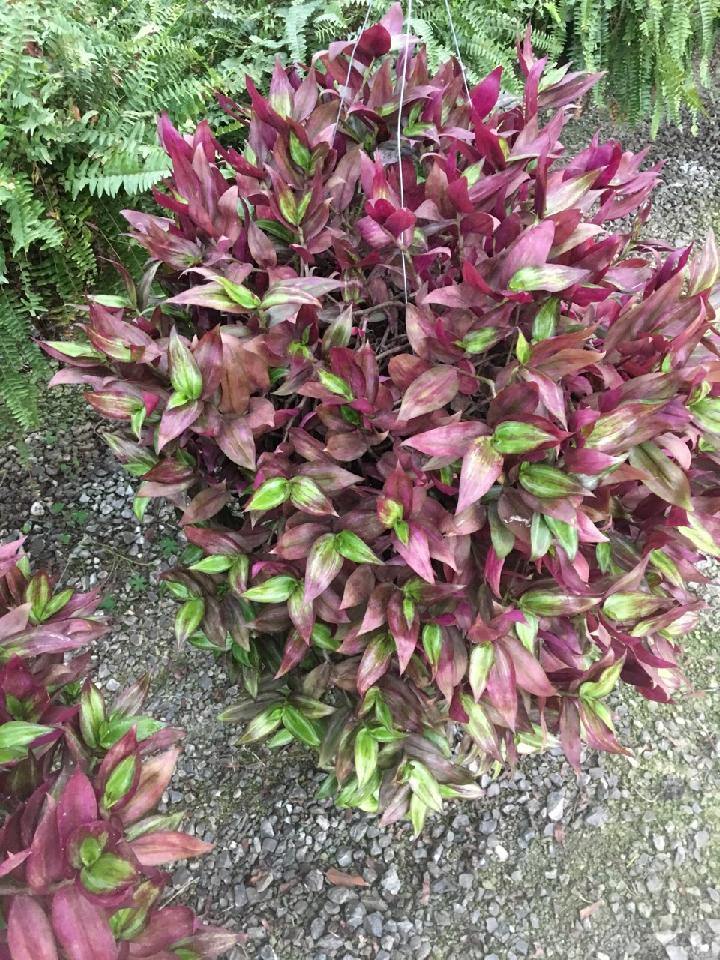 Wandering Jew Plant in Shelbyville, TN Flowers For Keeps
