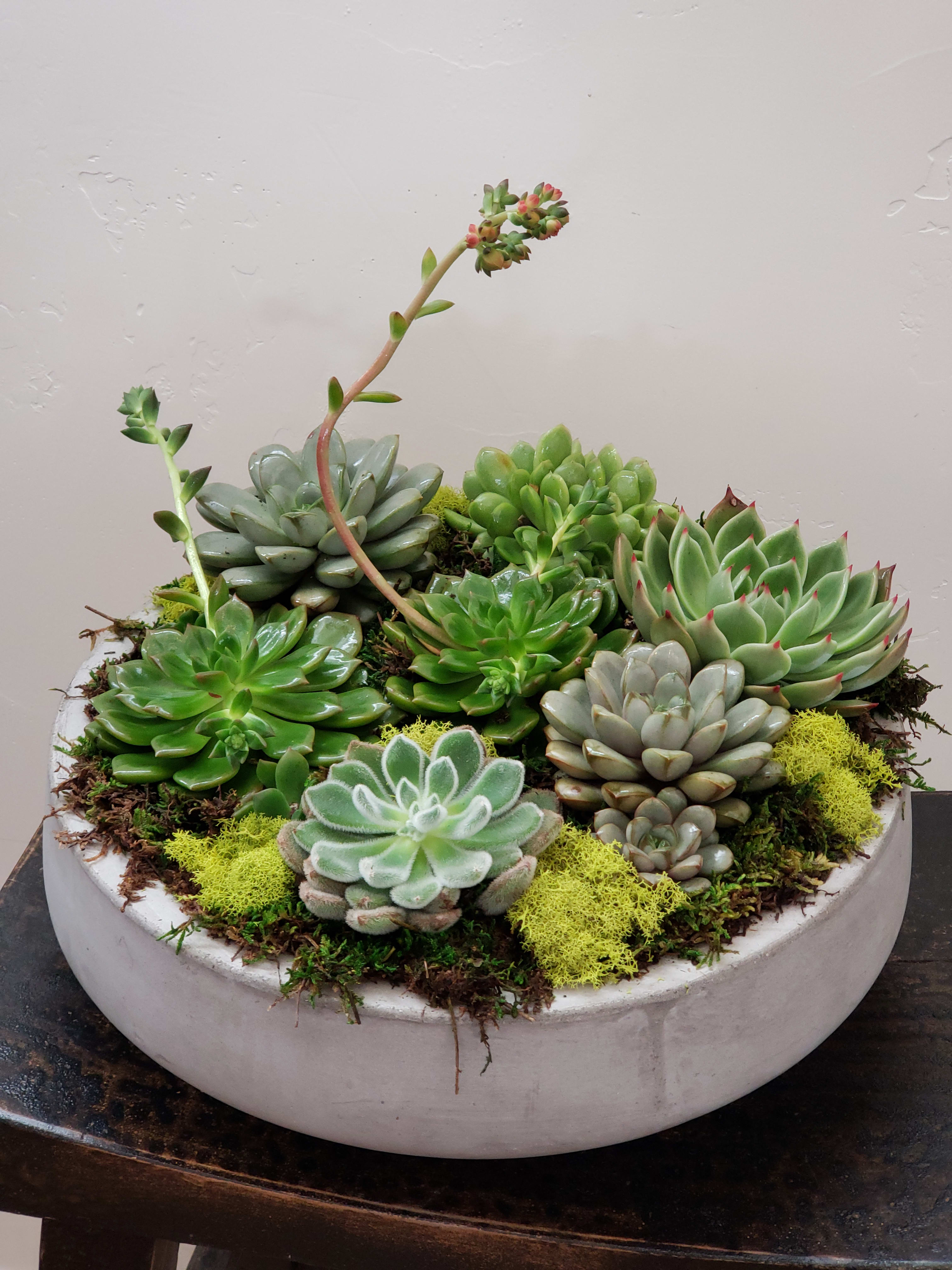 Xl Succulent Dish Garden In West Jordan Ut Simply Flowers