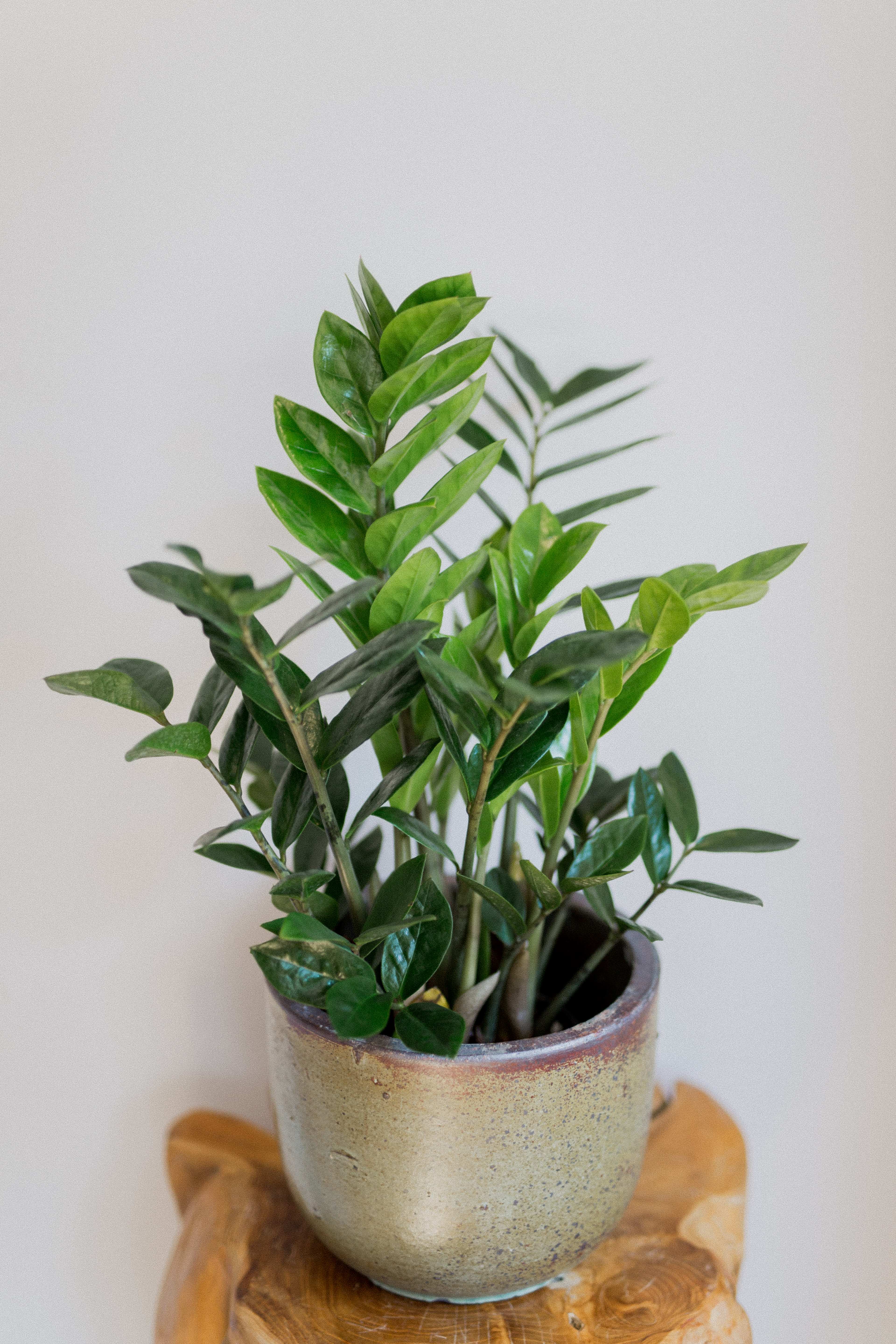 Potted ZZ Plant In Charlottesville VA Hedge Fine Blooms Potted ZZ Plant In Charlottesville VA Hedge Fine Blooms