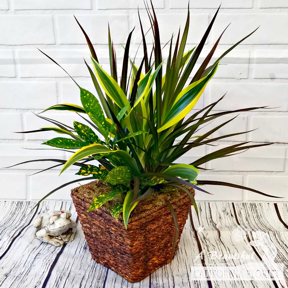 Lush Mix of Plants in Rope and Wicker Container ABC