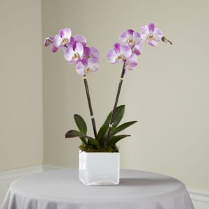 The Ftd Pink Orchid Planter In Phoenix Az Tatum Flowers