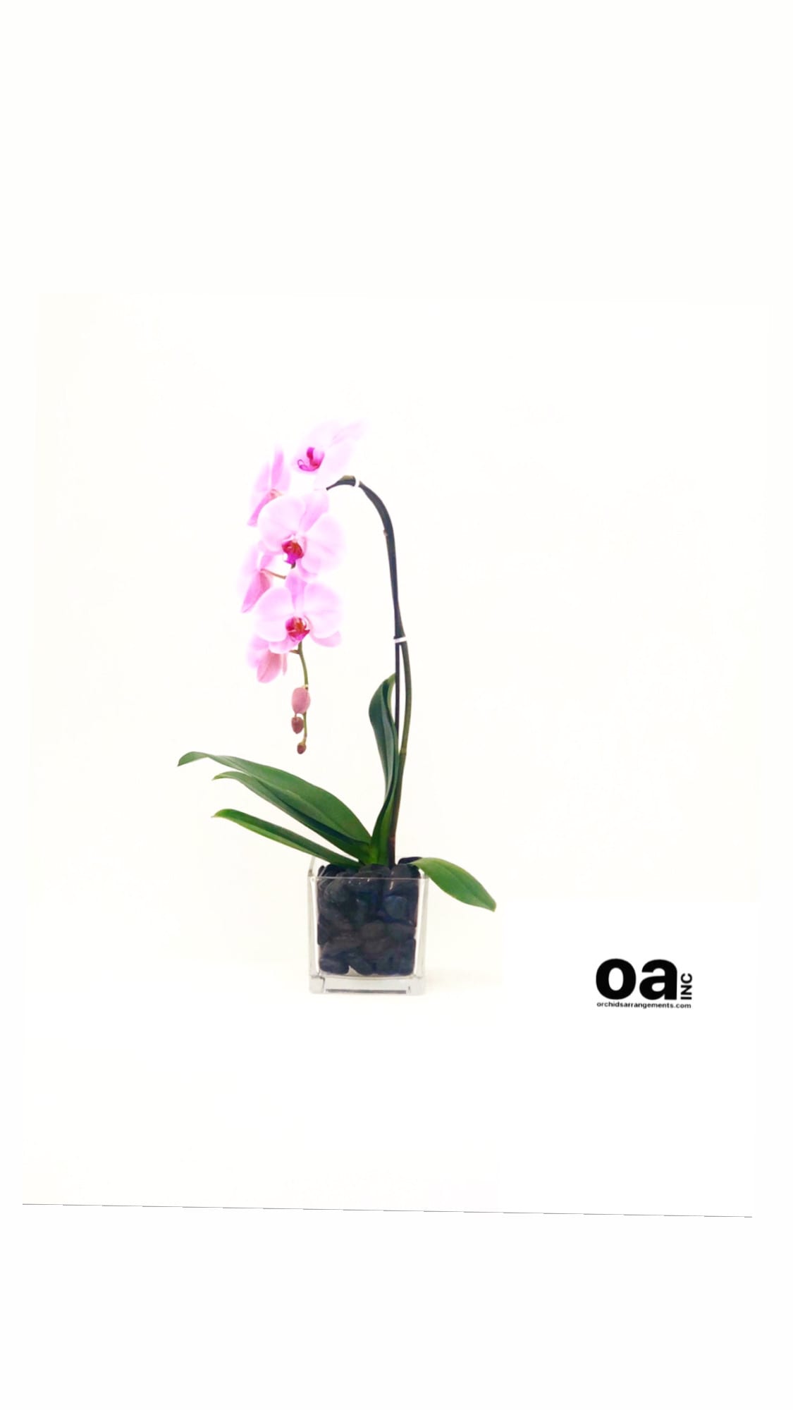 Single Pink Orchid Square Glass Cube In Miami Fl Orchids Arrangements Inc
