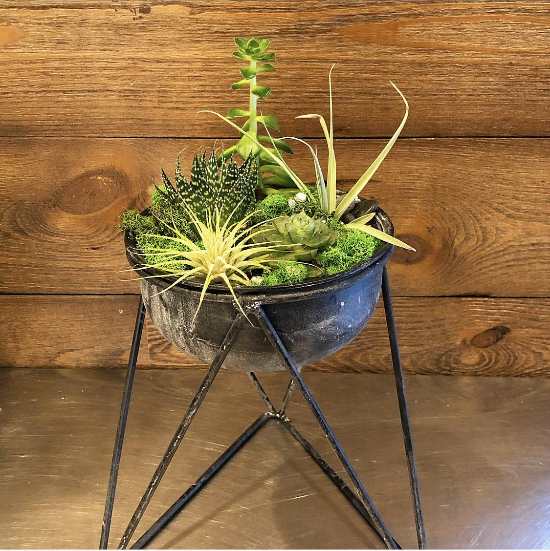 Sweet Pea's Floral 'Mod Succulents' in Woodbury, MN ...
