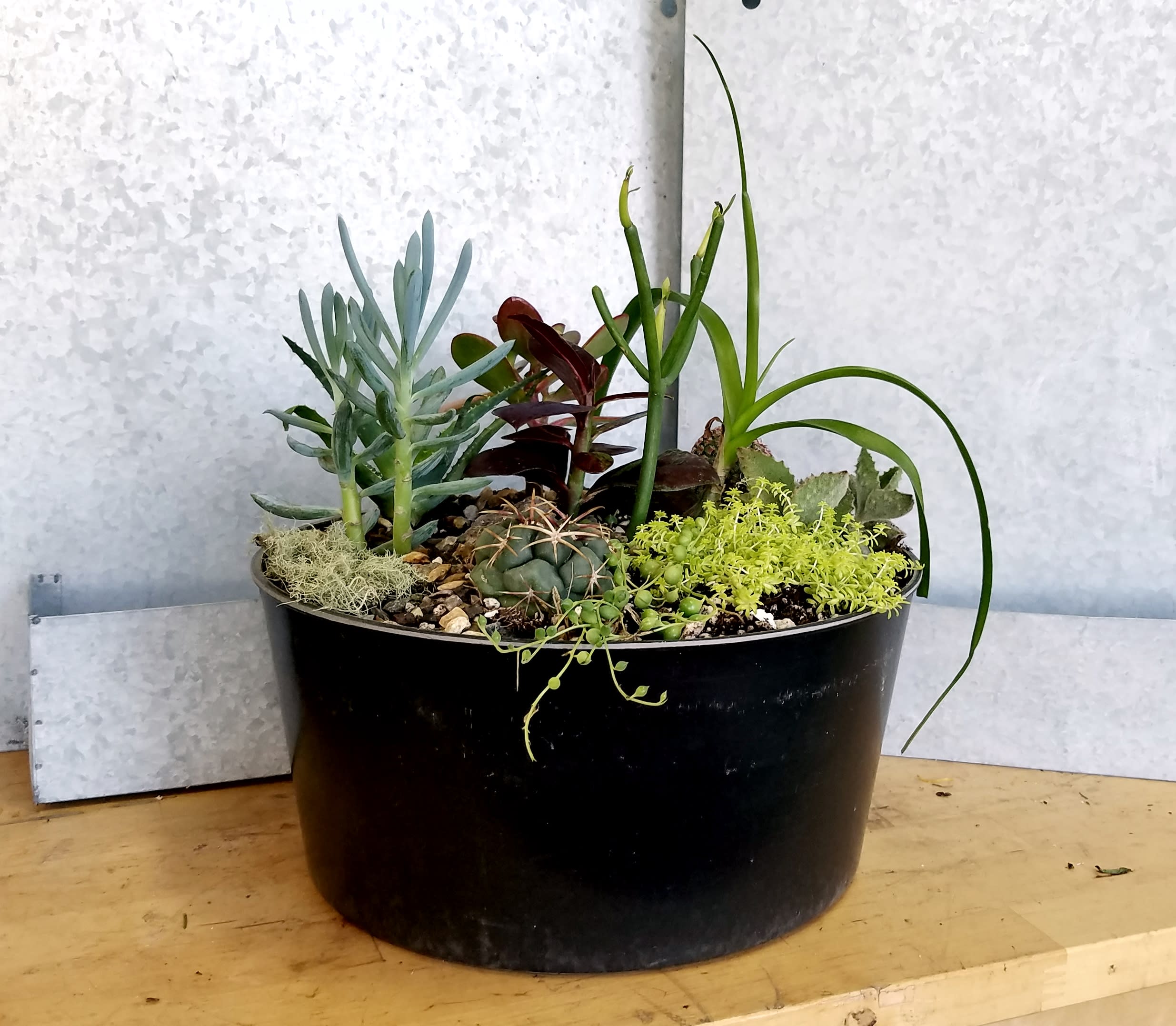 Large Succulent Planter in Berkeley, CA Lee's Florist & Nursery
