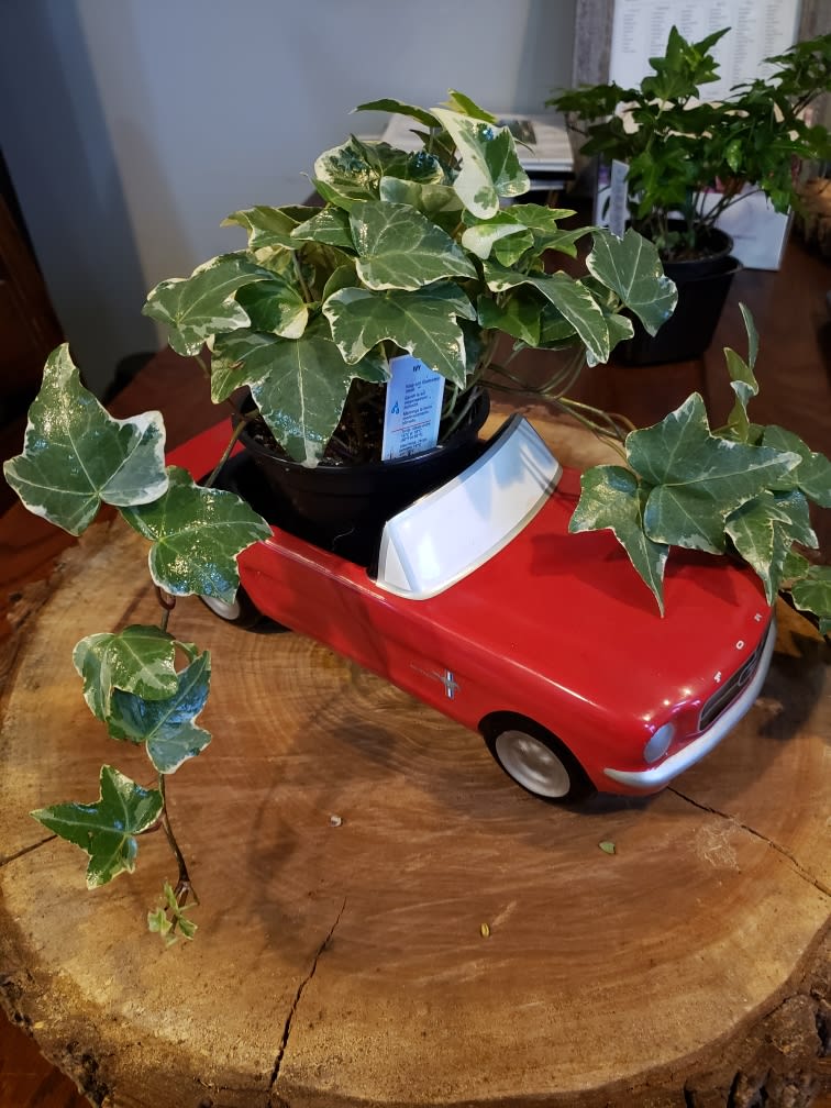 Ford Mustang Ivy Planter in Oak Forest, IL Catherine's Gardens