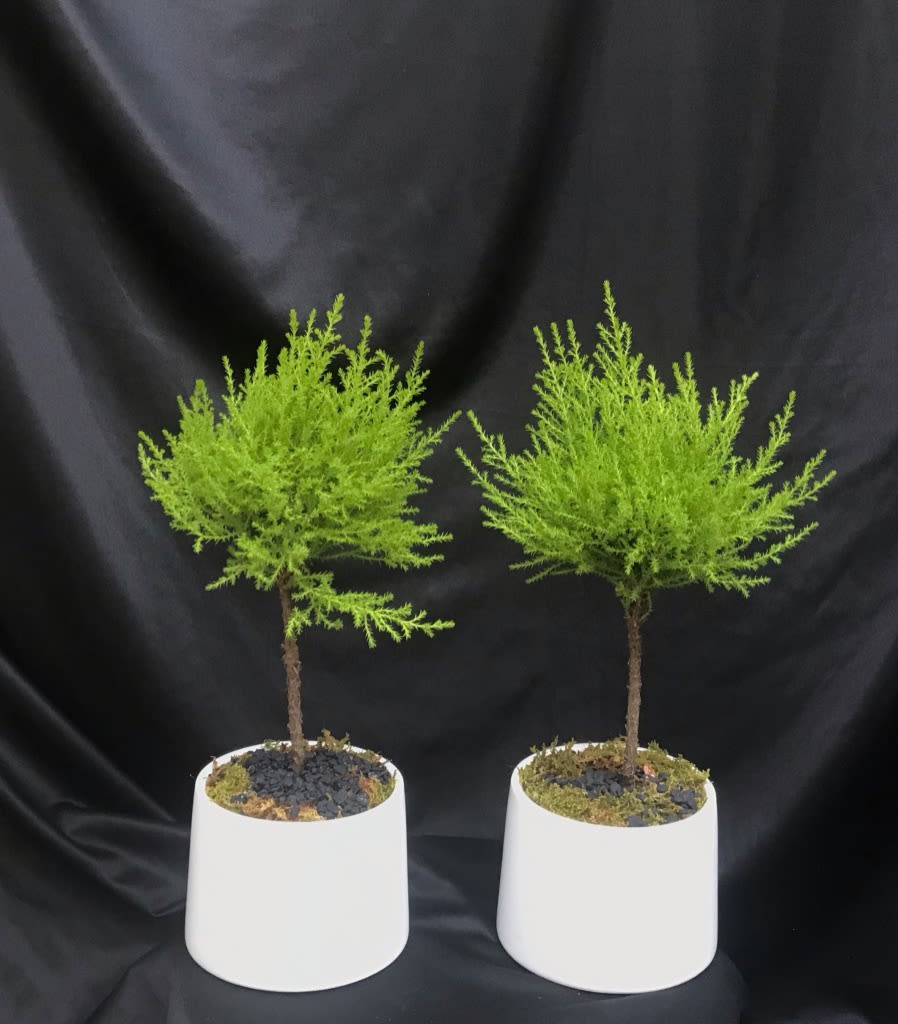 Lemon Cypress Topiary in Rye, NY Green Wood Flowers