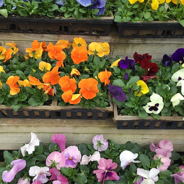 Pansy Flats in Collegeville, PA Risher Van Horn