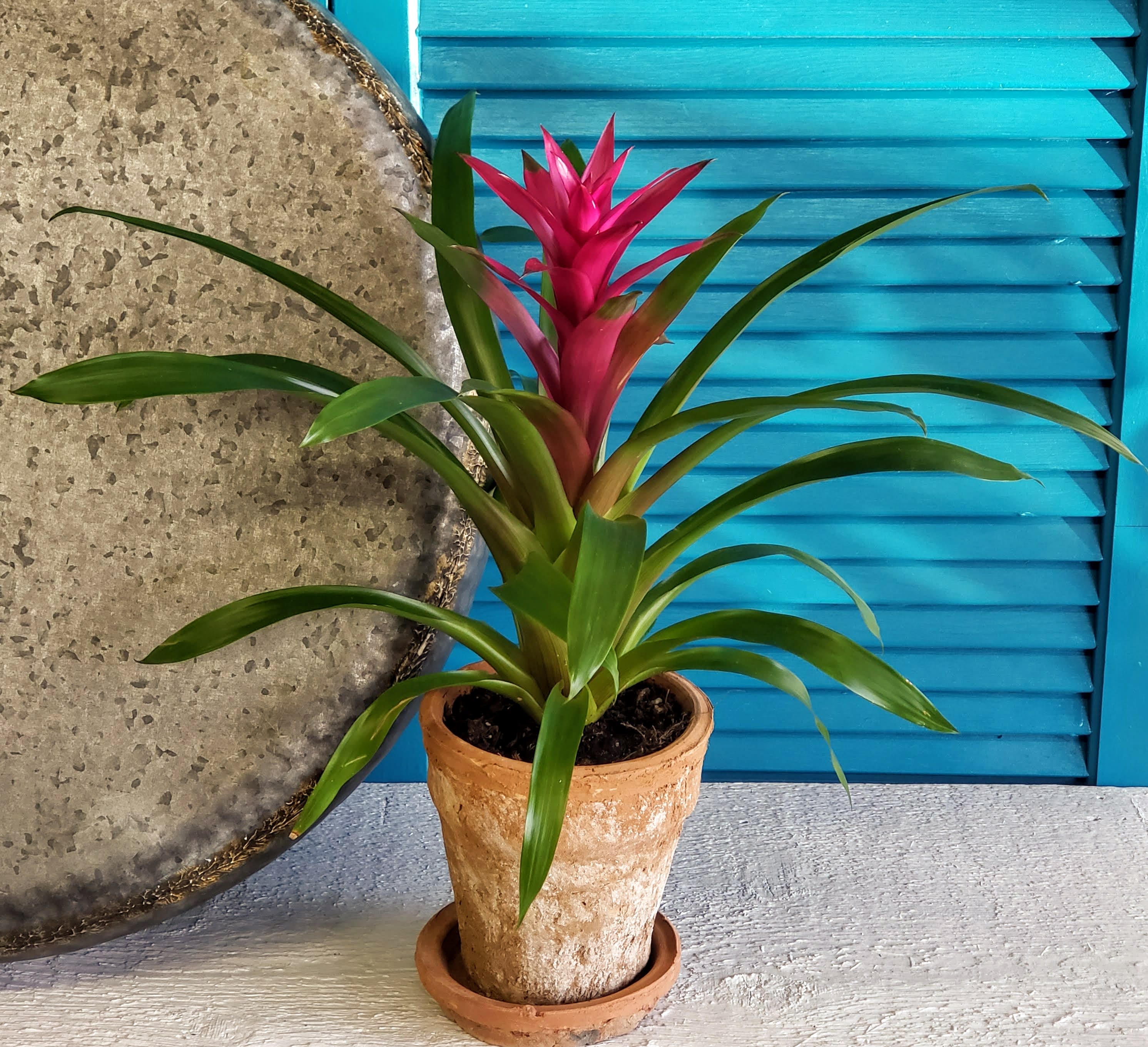 Bromeliad Identification Pictures