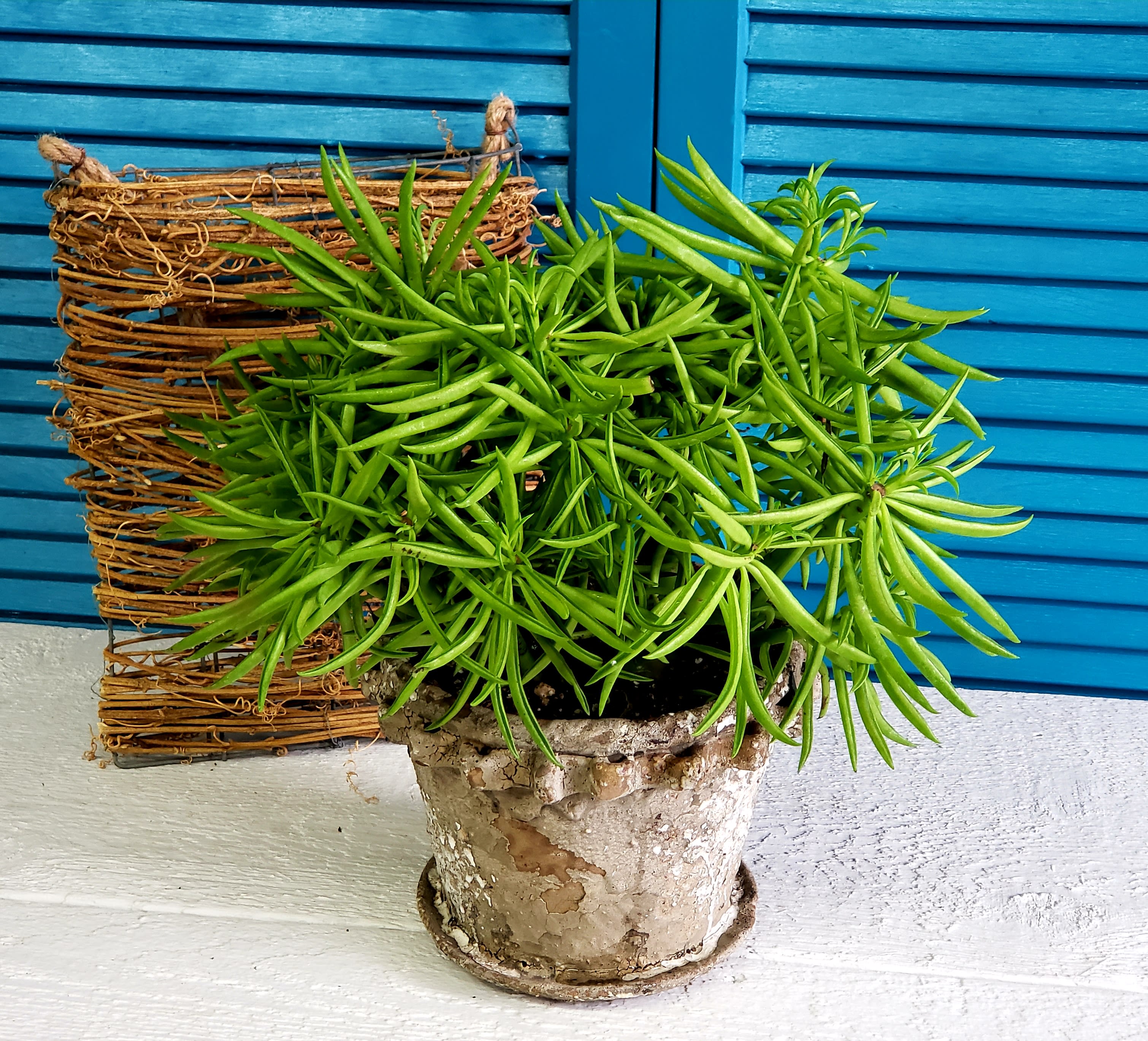 Senecio Plant in Ozark, MO Hazel�s Flowers