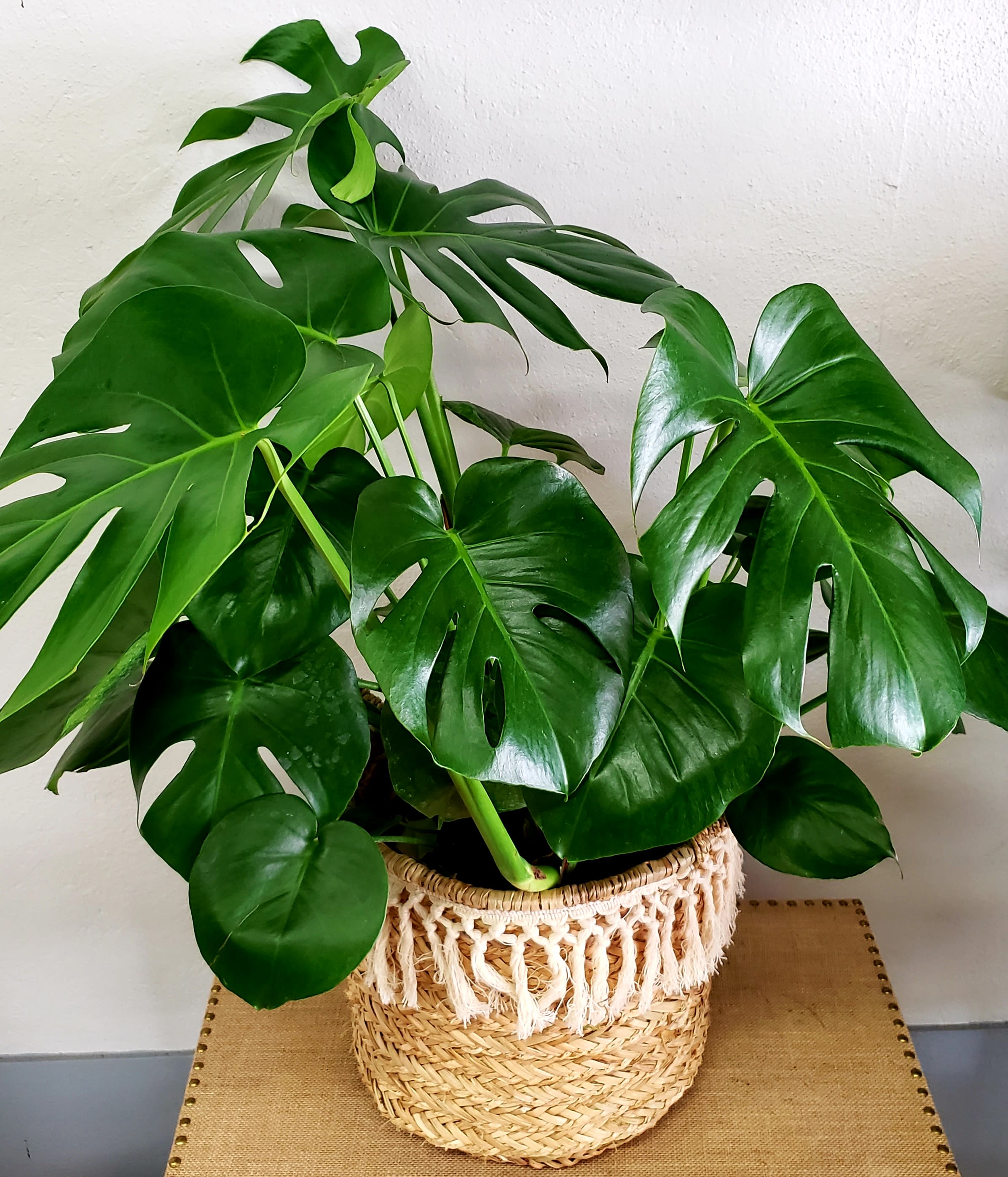 Split leaf Philodendron in Ozark, MO Hazel�s Flowers