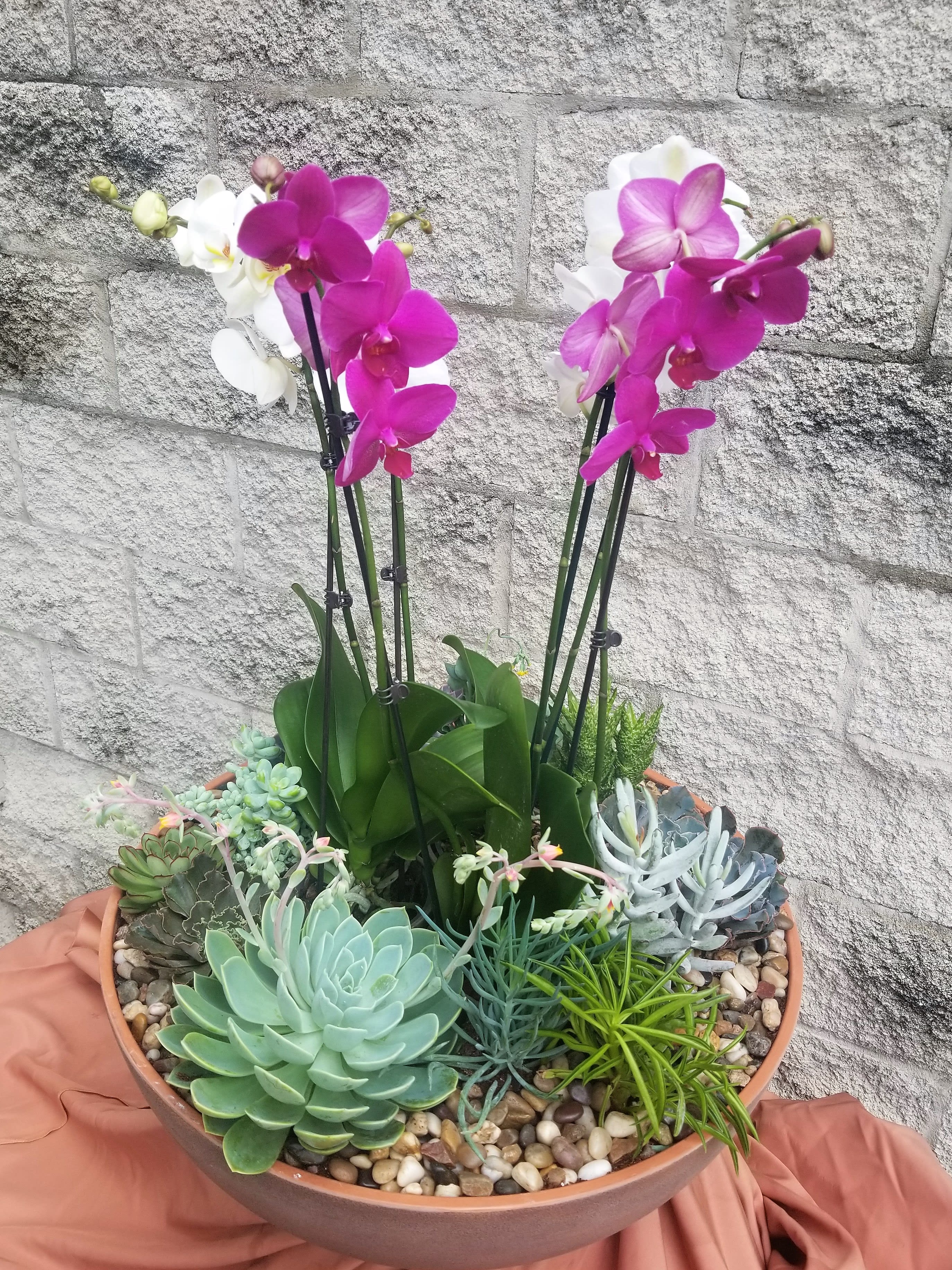 Grand Orchids and Succulents in Evanston, IL Preston's Flowers