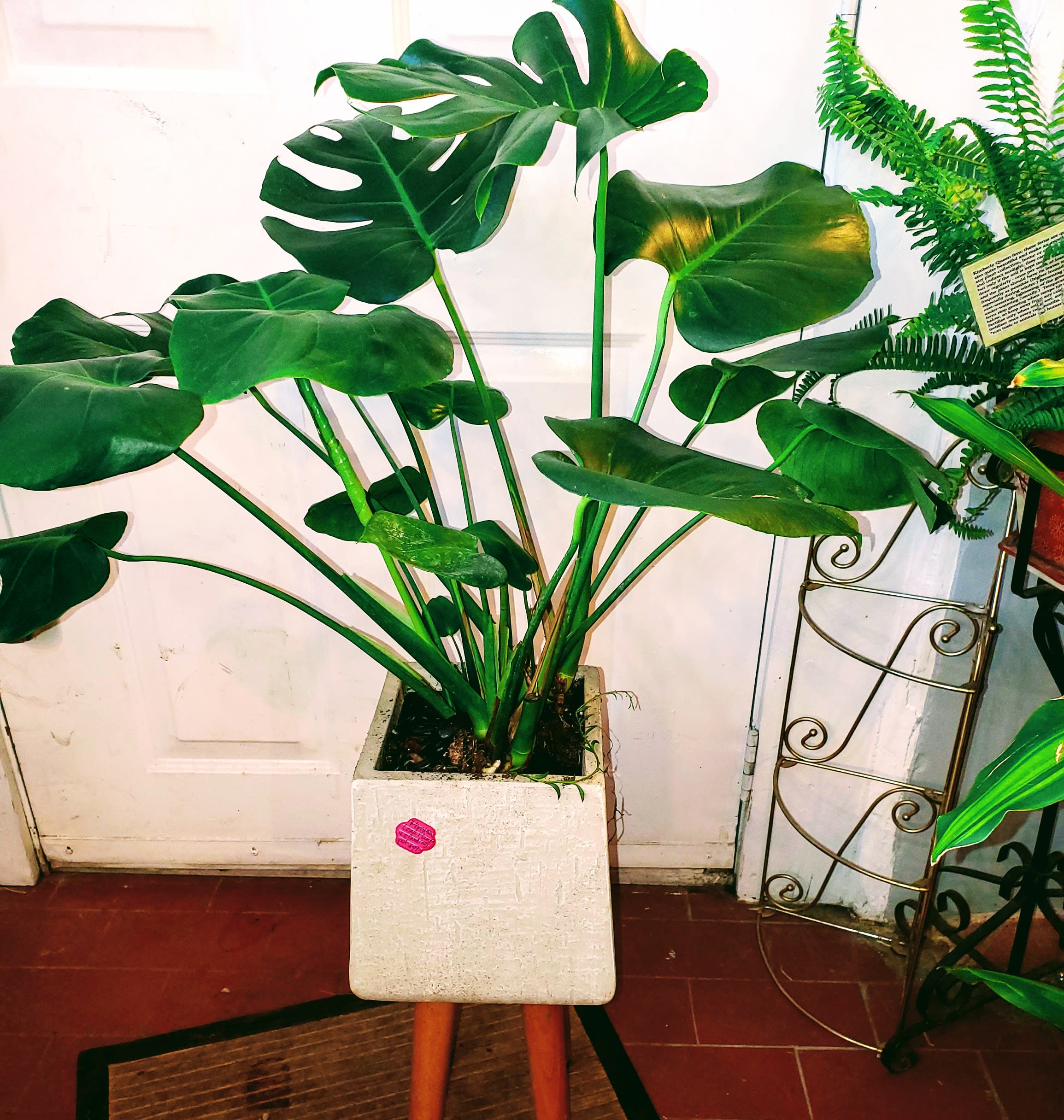 Large Monstera Leaf Plant in Fredericksburg, VA Eufloria
