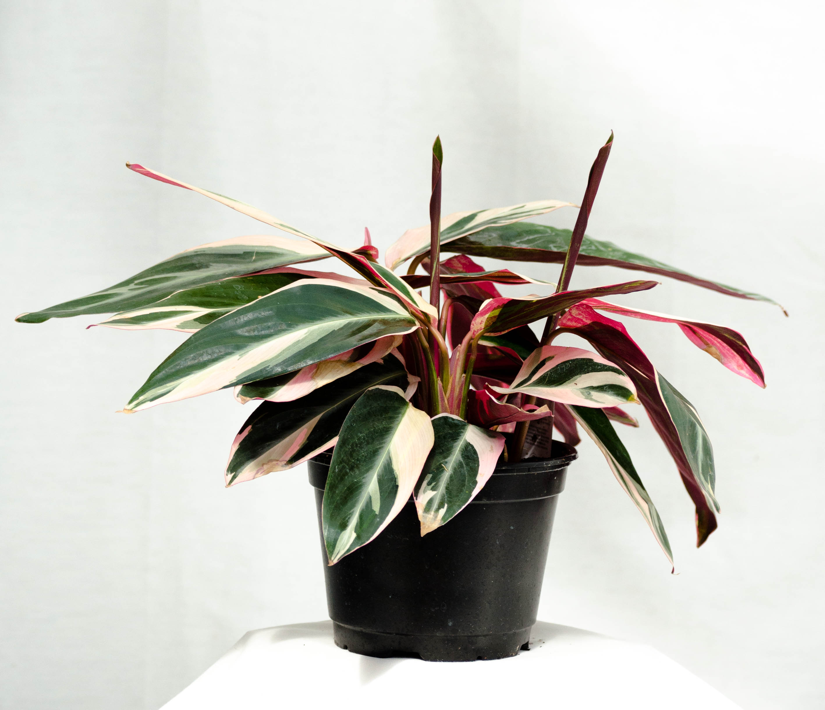 Stroemanthe Plant in Syracuse, NY Coleman Florist inc