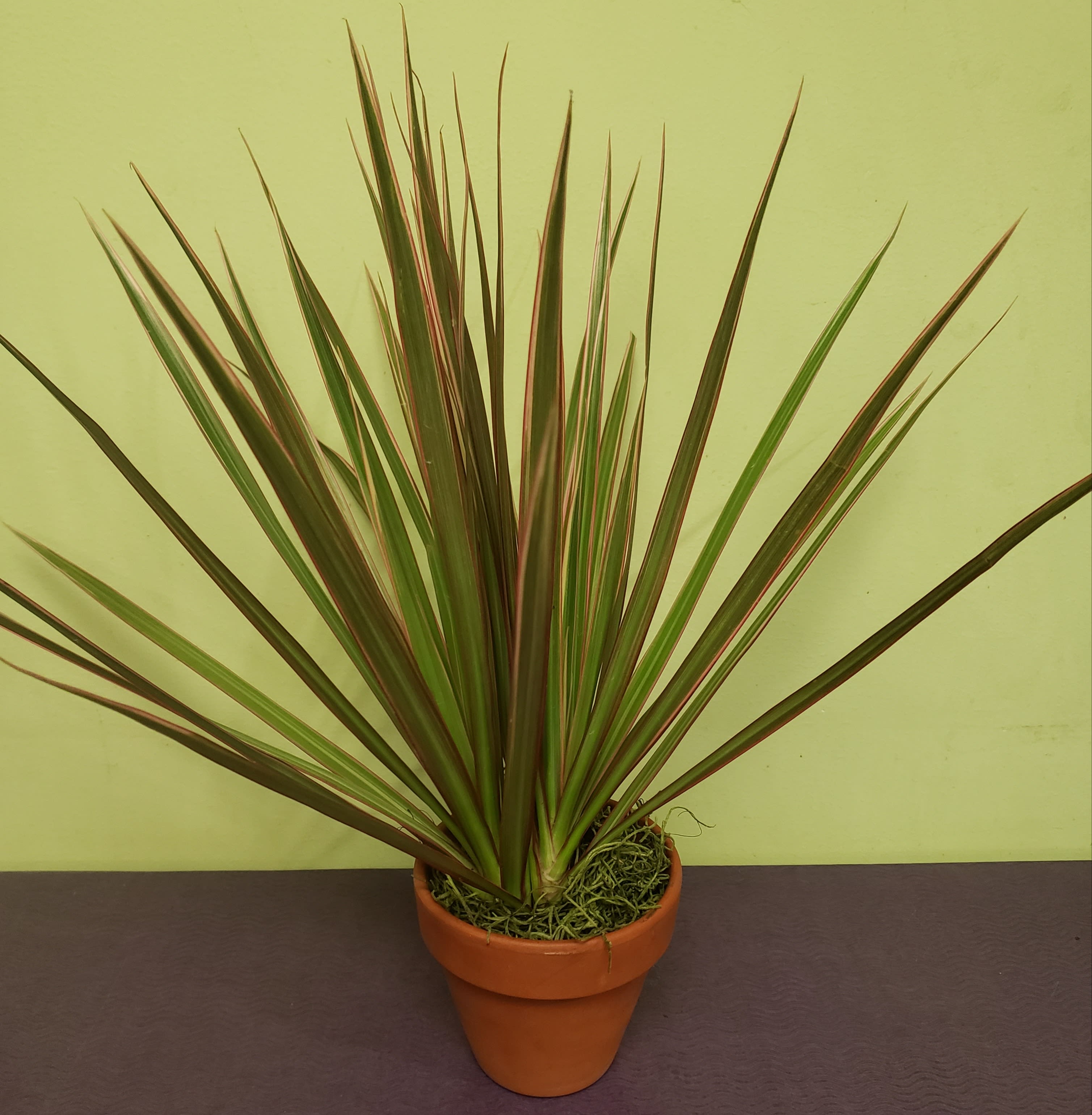 dracaena