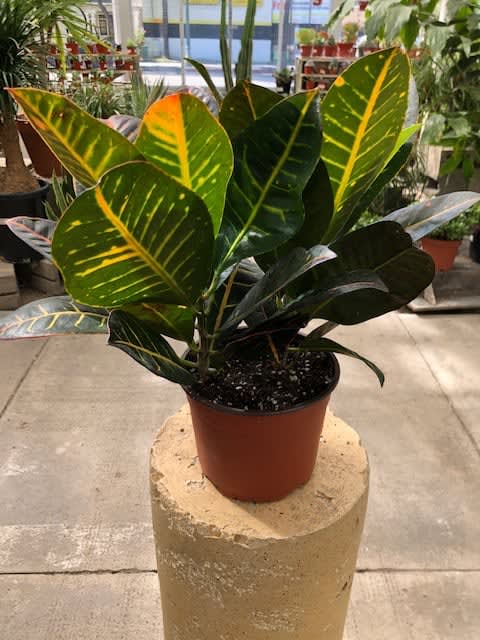 Get Wallpaper Croton Petra In Anaheim Ca Visser S Florist Greenhouses For iPhone