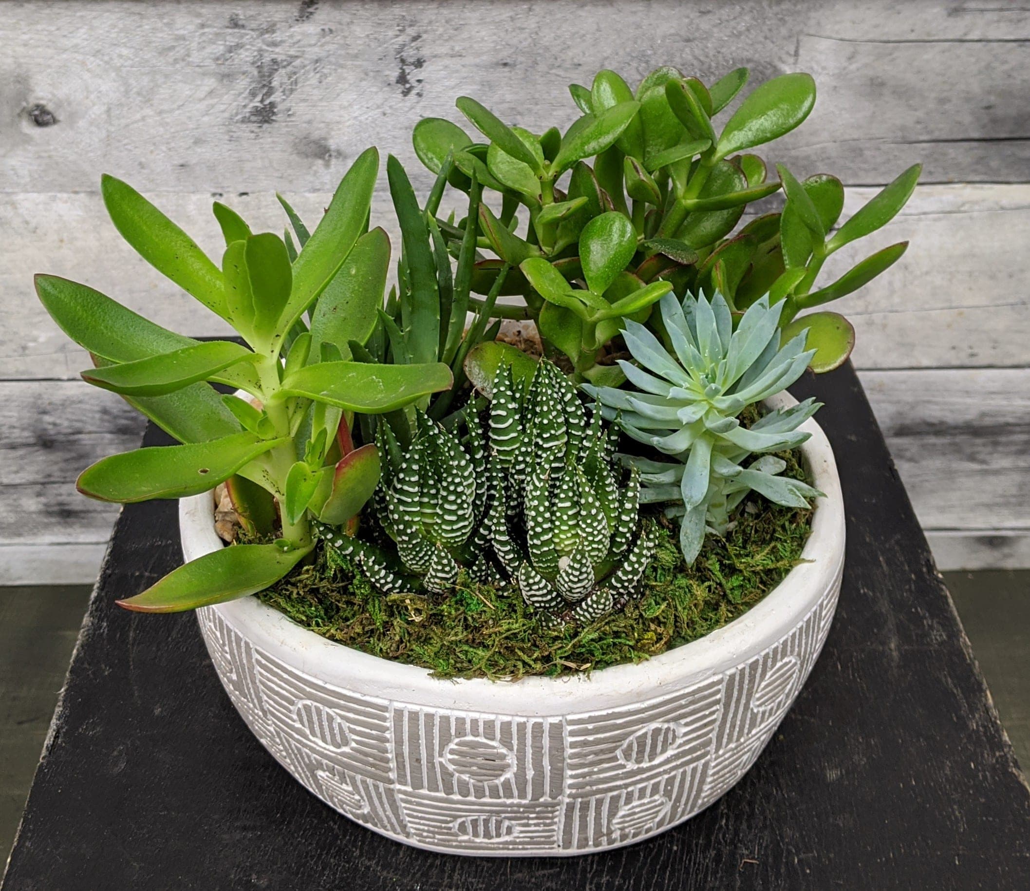 Luscious Succulent Dish Garden In Mclean Va Flowers Plants