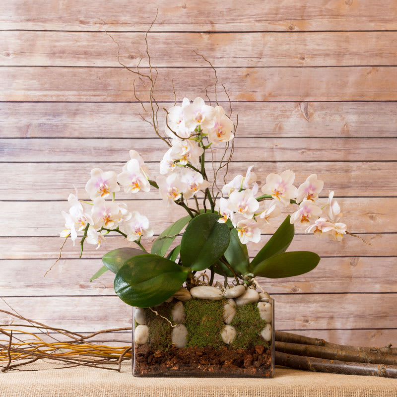 LUXURY DWARF OVAL ORCHID in New York, NY Flowers by Philip