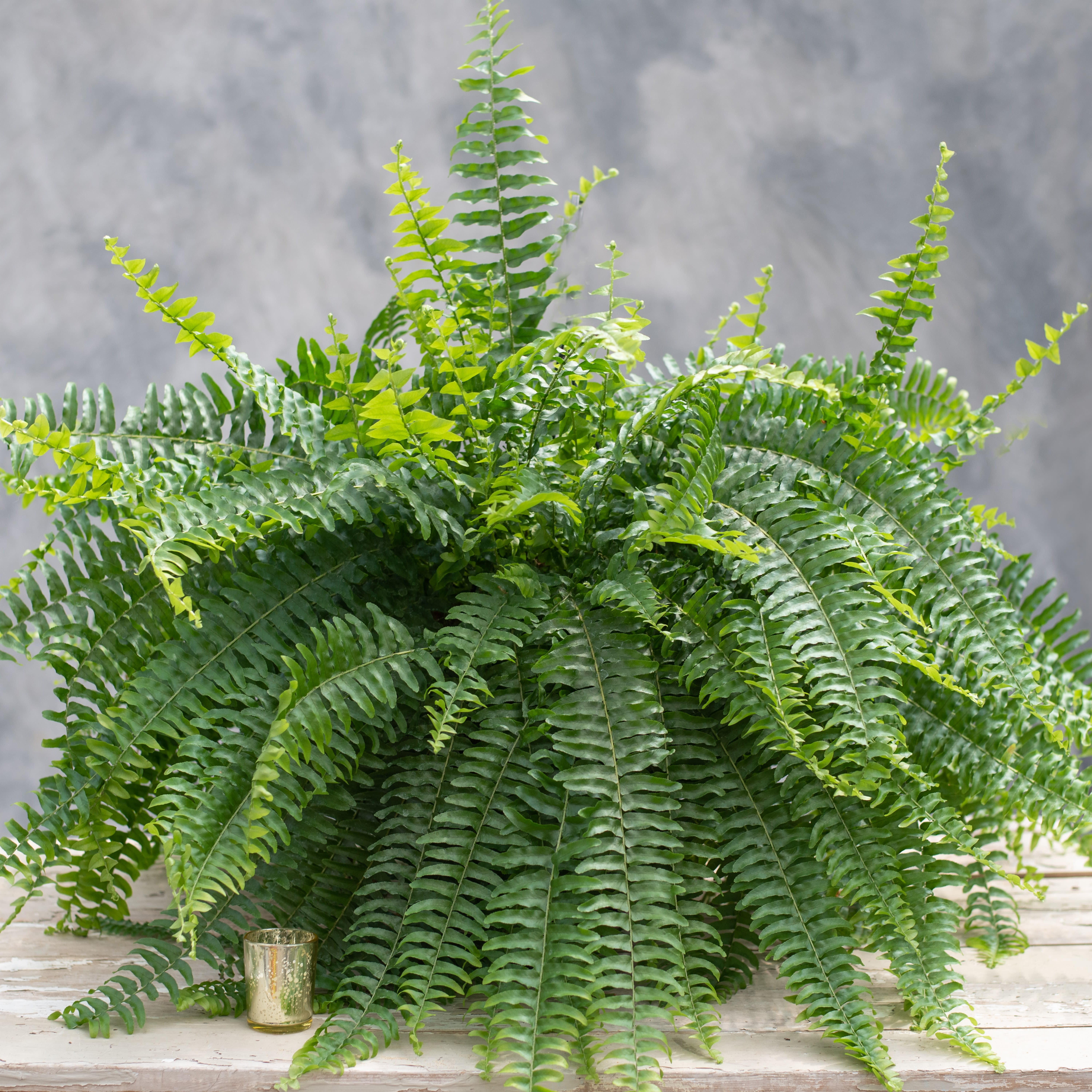 Hanging Fern Baskets in Collegeville, PA Risher Van Horn