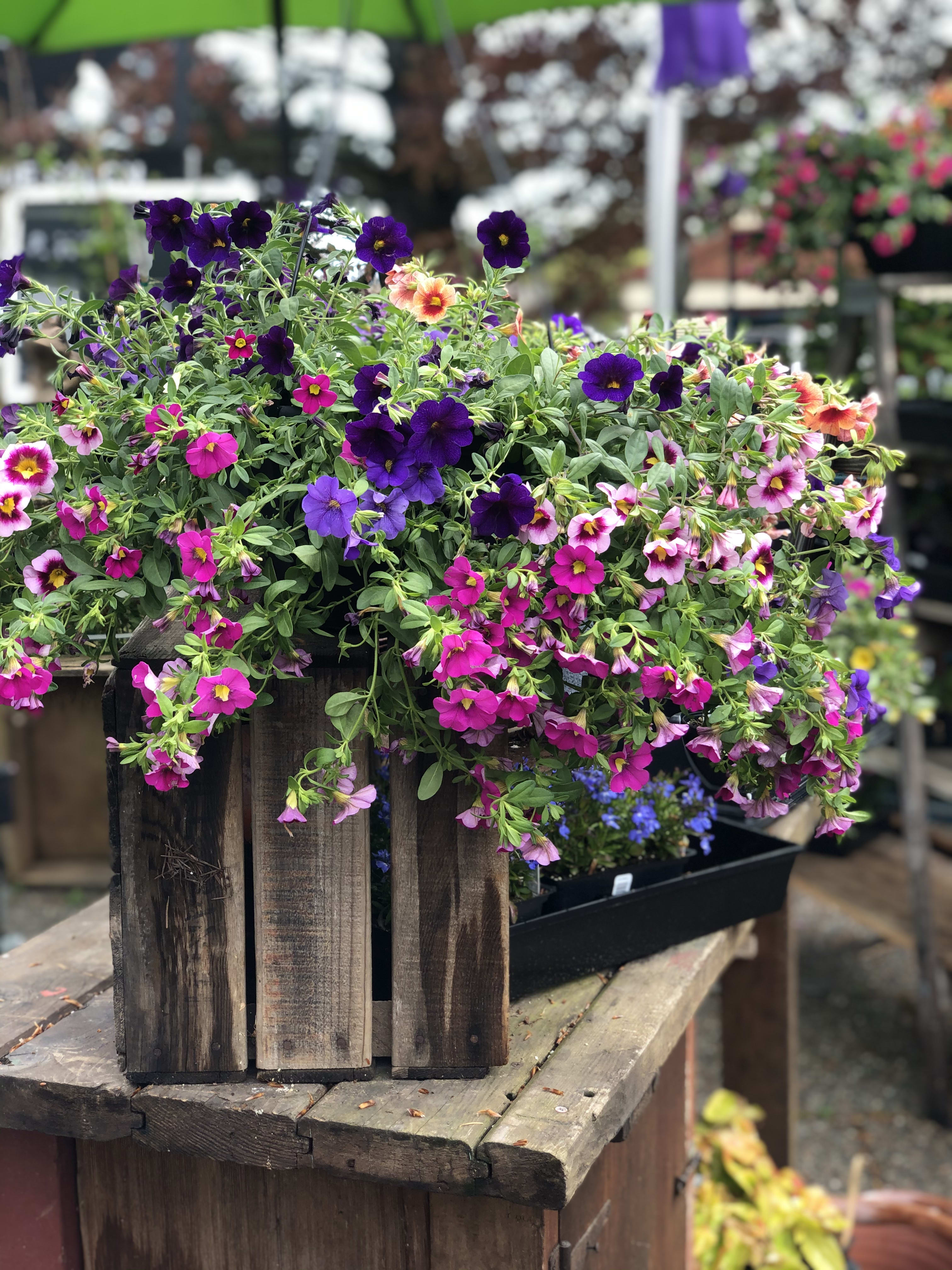 Hanging Flower Baskets Delivered Best Flower Site