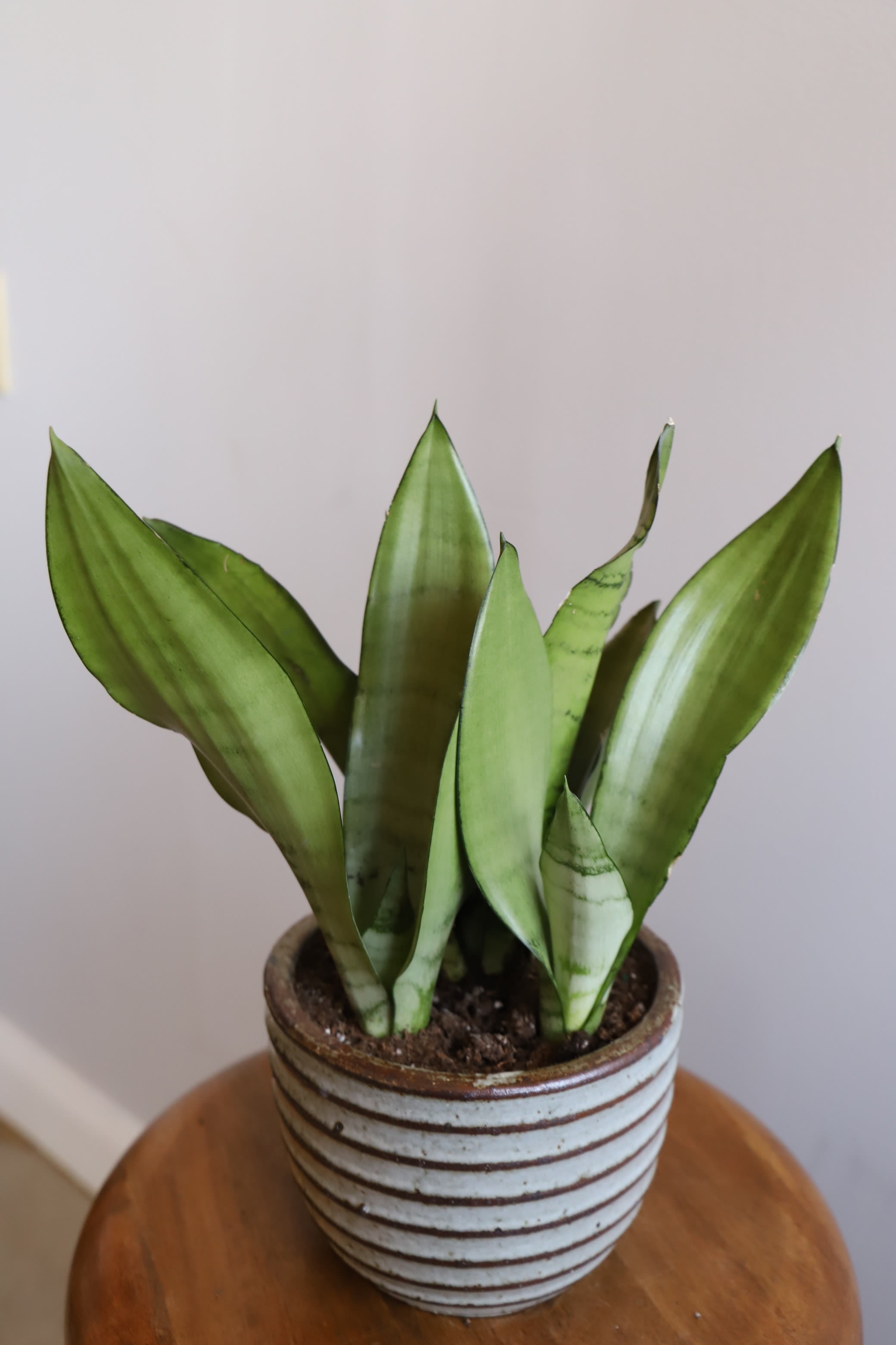 Sansevieria Moon Shine 6 Inch in Manlius, NY | Simply ...