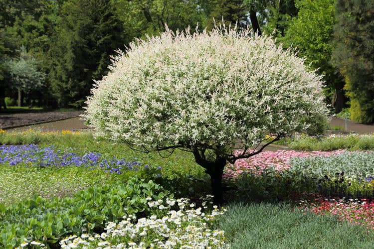 SALIX INTEGRA in Derry, NH | Springlook Farm Garden Center Nursery Fl