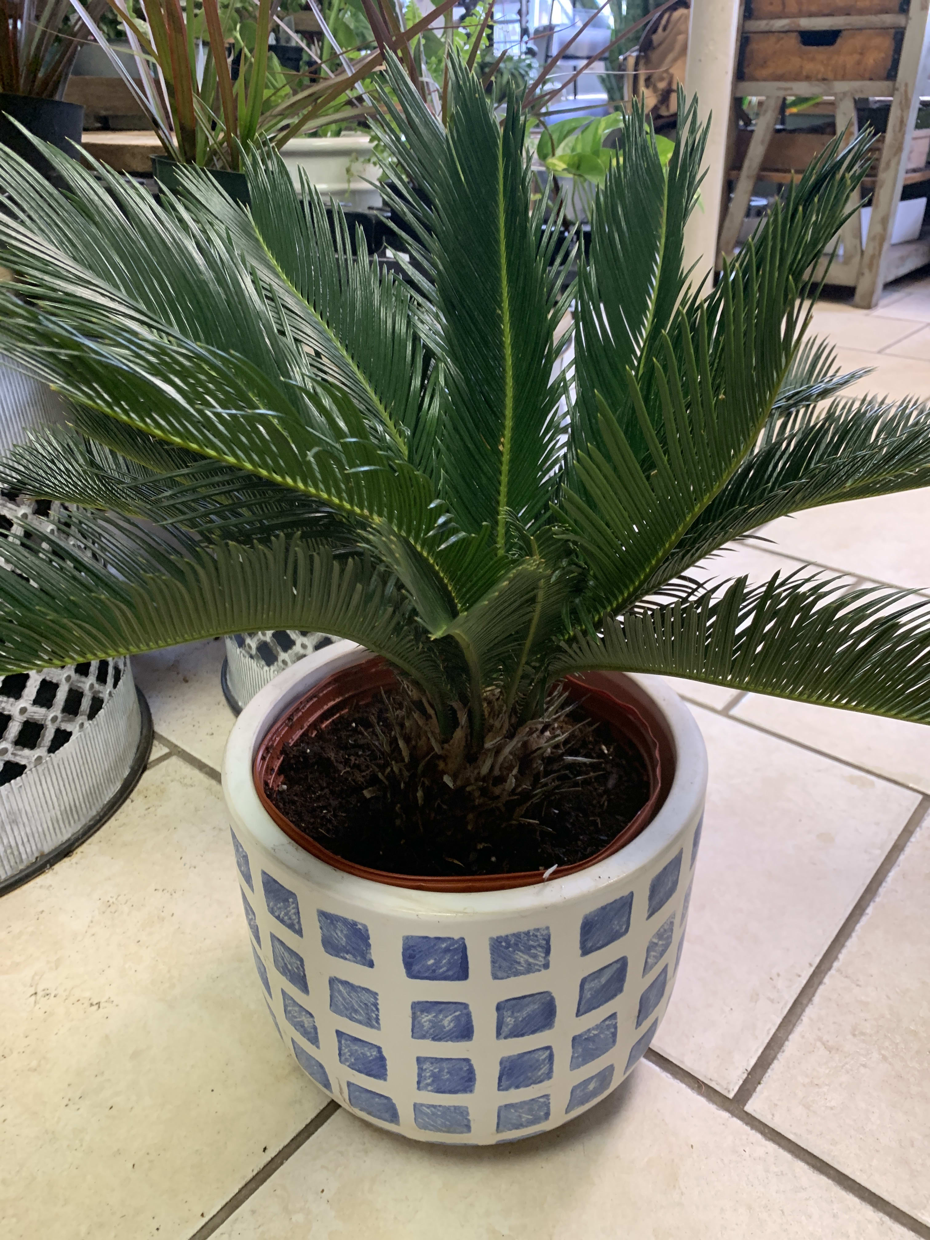 Sago Palm Houseplant in Highlands, NJ In the Garden