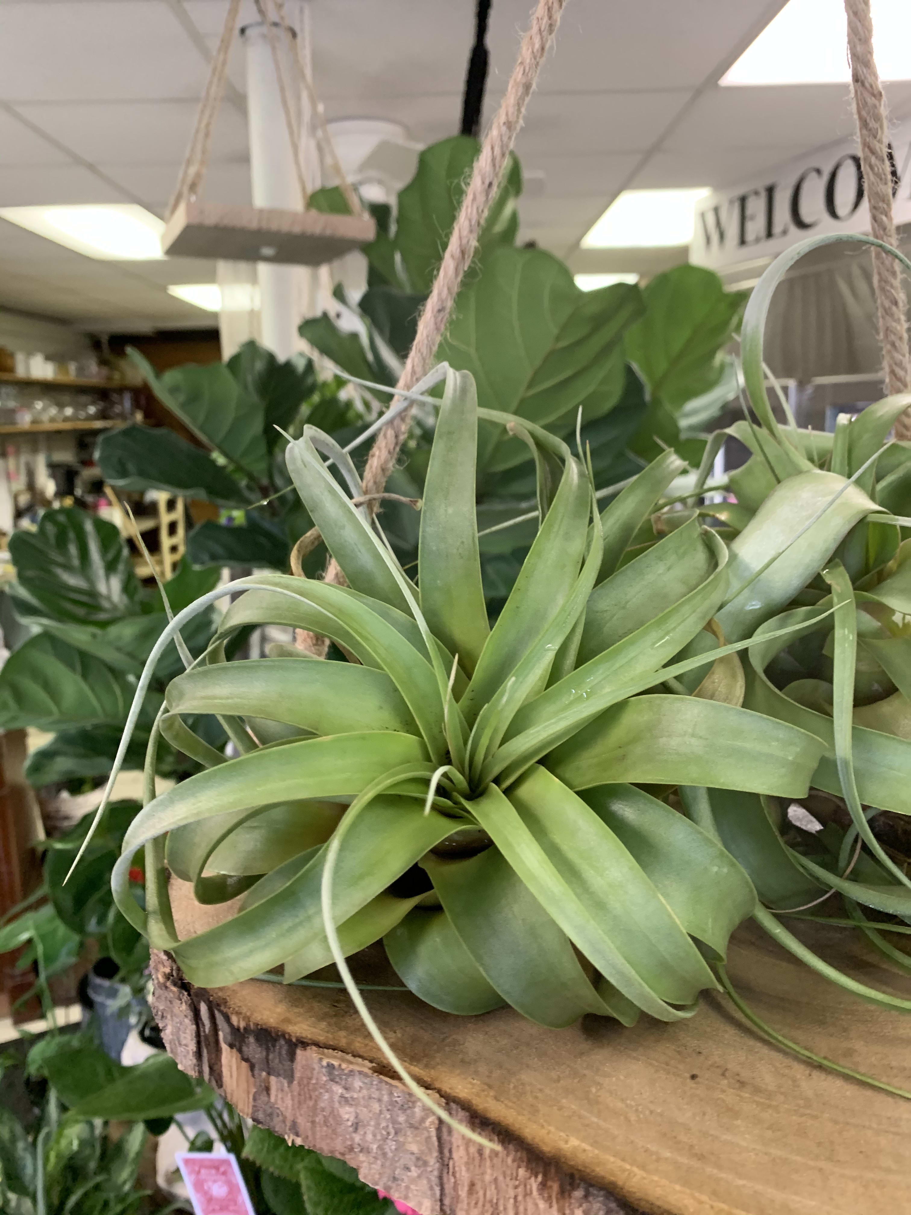 Tillandsia xerographica in Highlands, NJ In the Garden