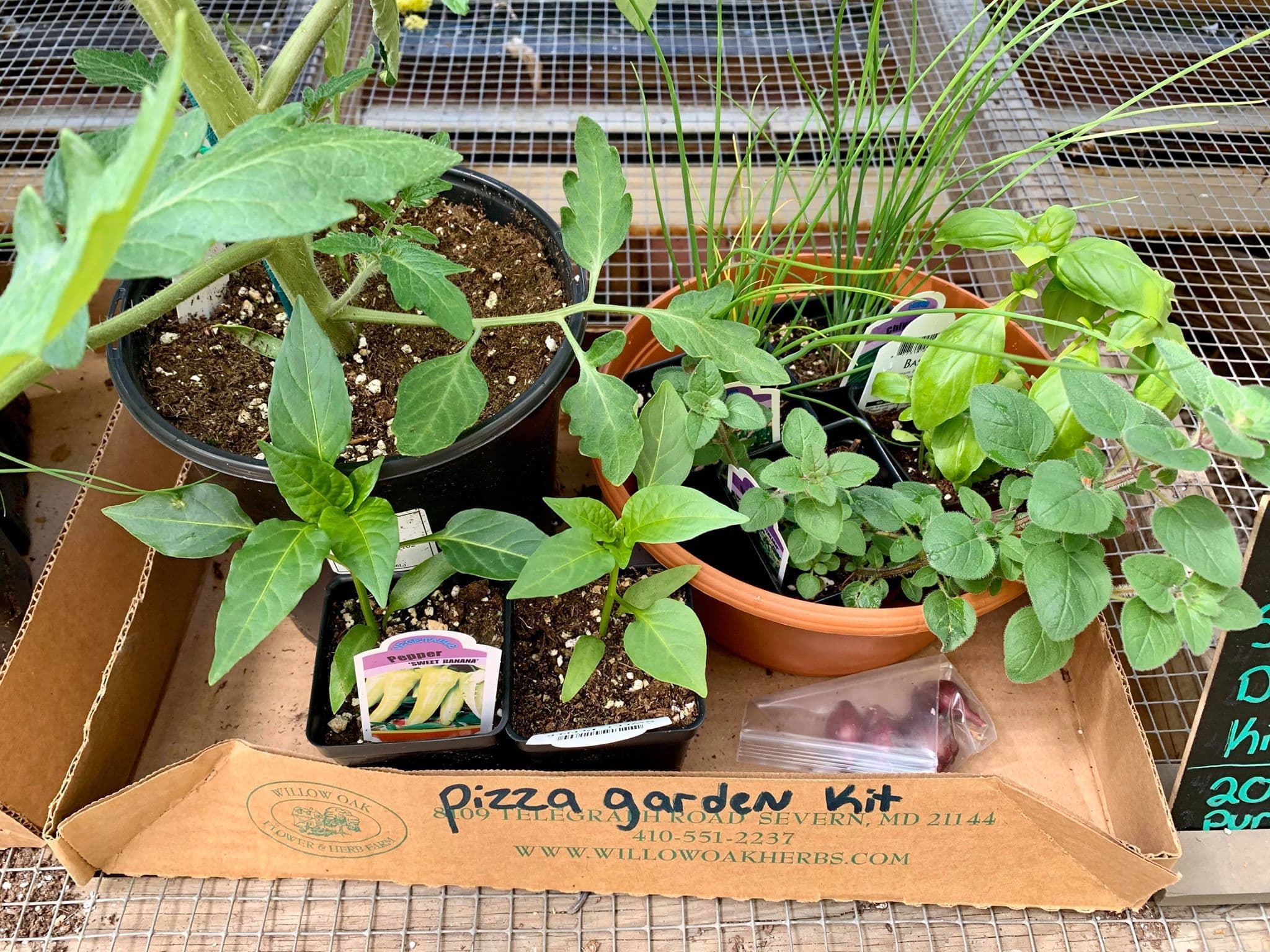 Pizza Garden Kit in SEVERN, MD Willow Oak Flower & Herb Farm