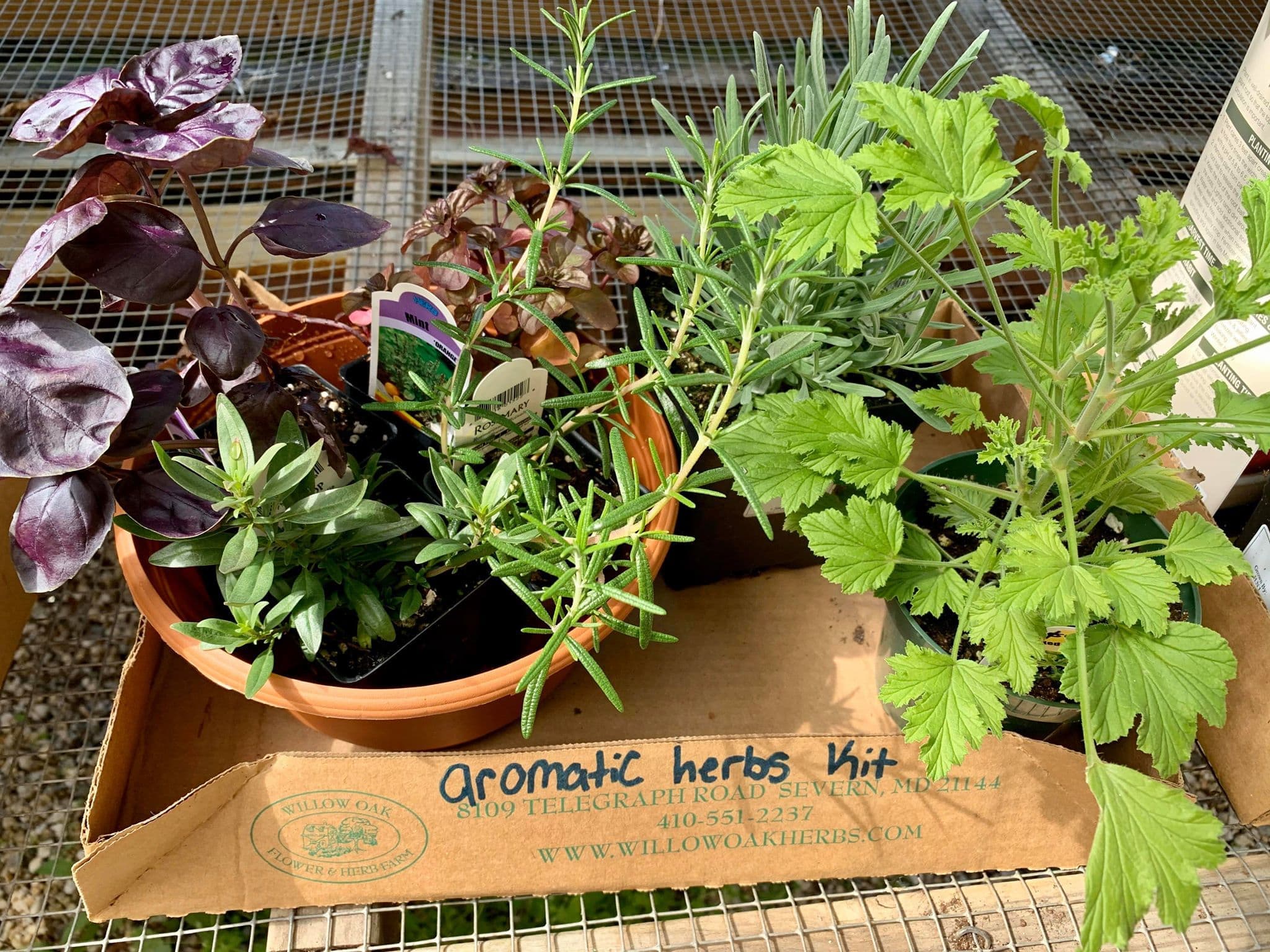 Aromatic Herbs Kit in SEVERN, MD Willow Oak Flower & Herb Farm