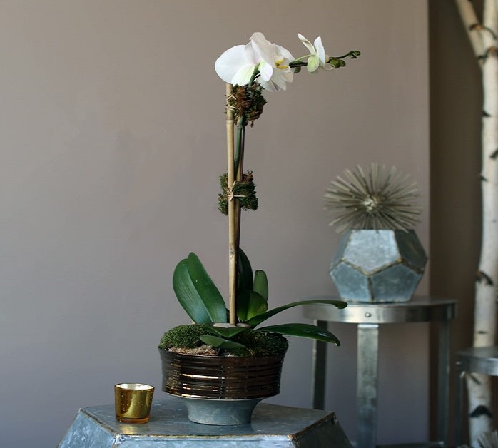 Phaleonopsis Orchid Plant By Millburn Florist Freshart