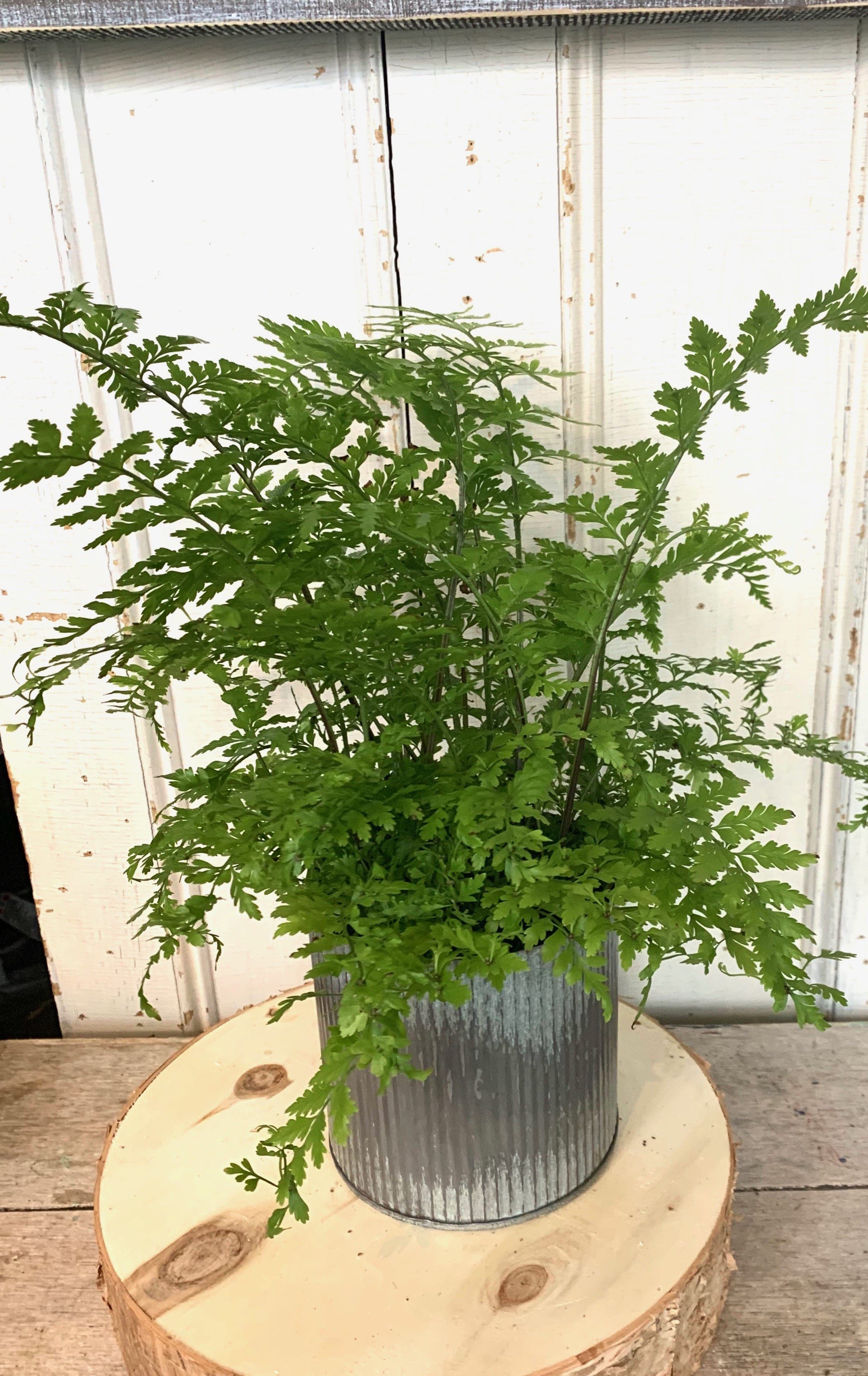Mother Fern Plant in Wakefield, MA The Sweetbay Shop