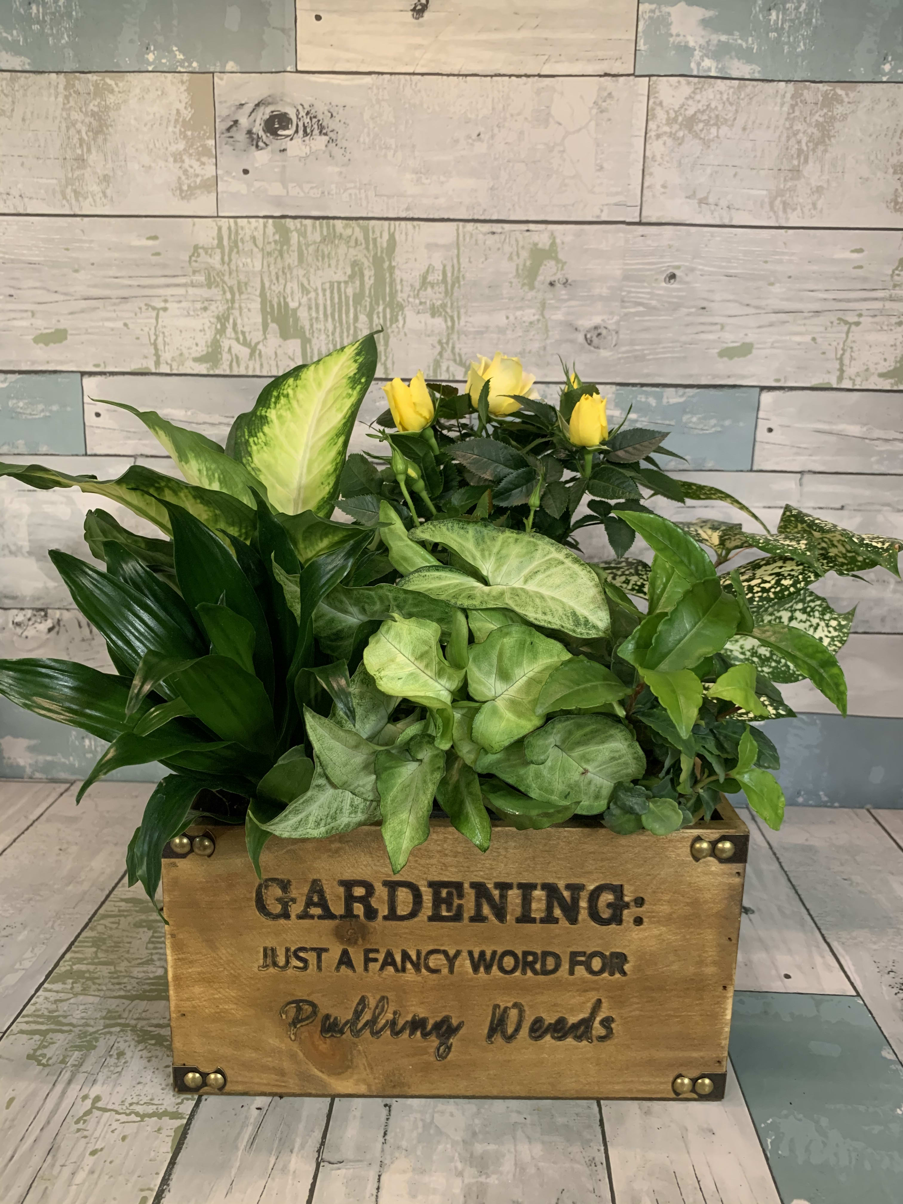Gardening Blooms Box in Middletown, CT Amberworks Floral Design
