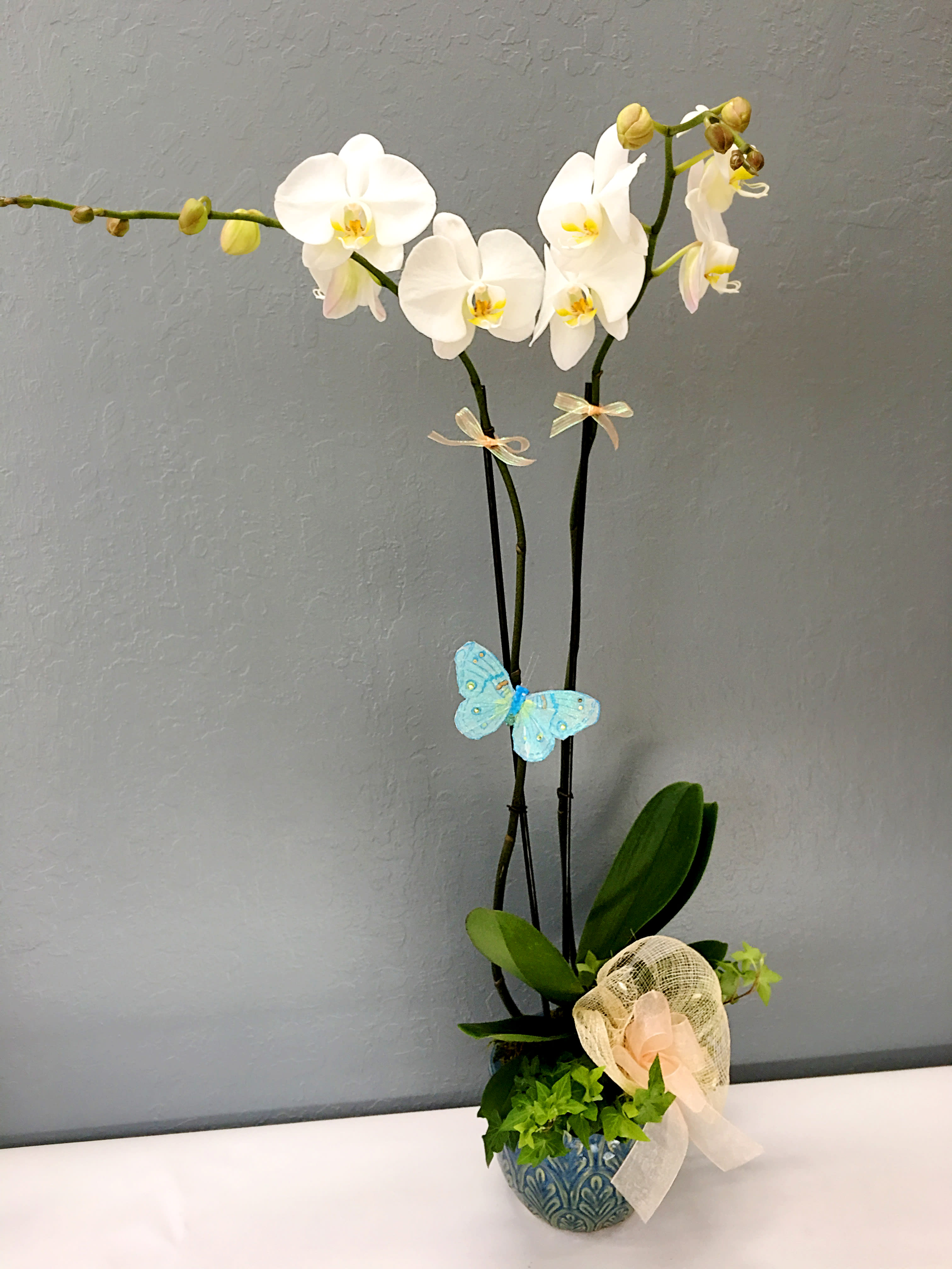 Double Spike White Orchids Plant In San Jose Ca La Floriya