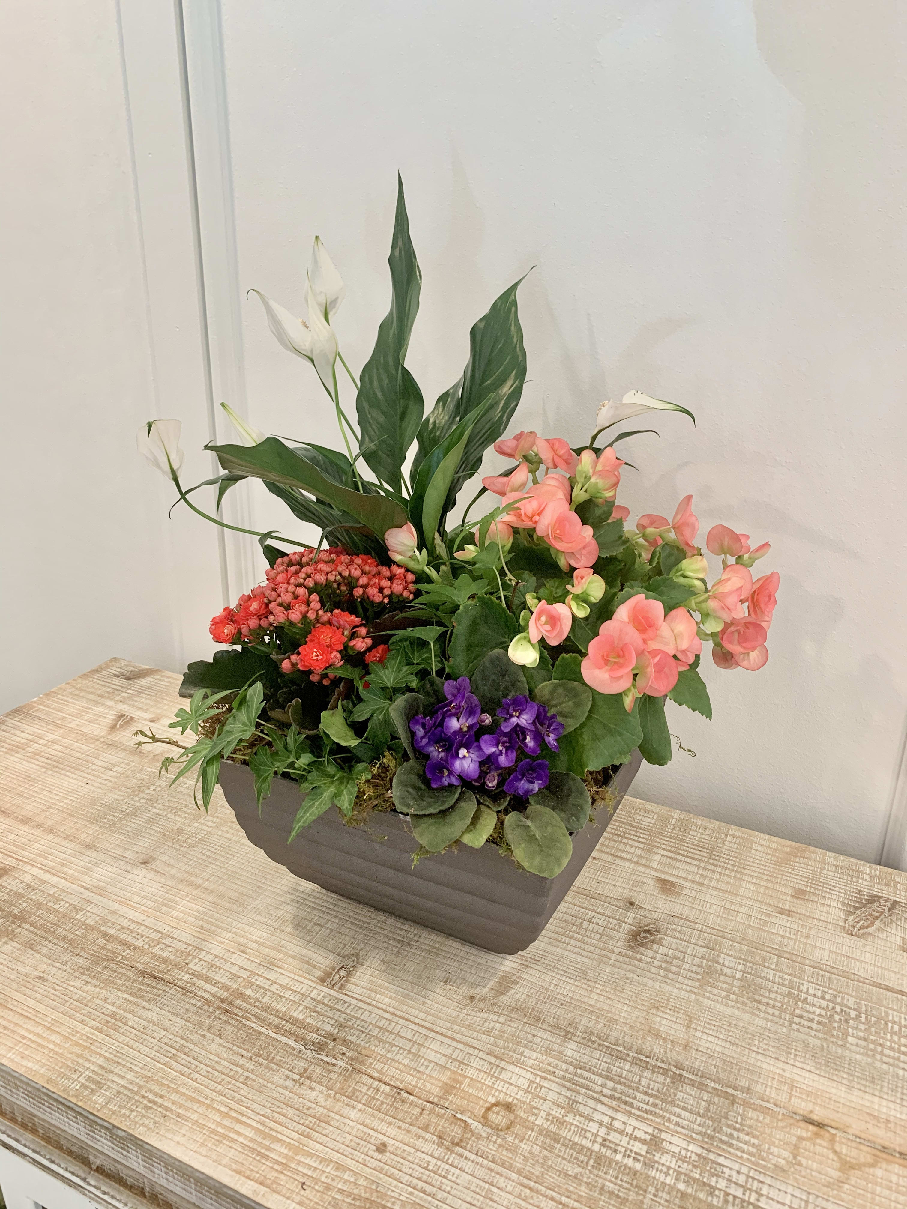 Blooming Dish Garden Planter in Dublin, OH The Irish Rose