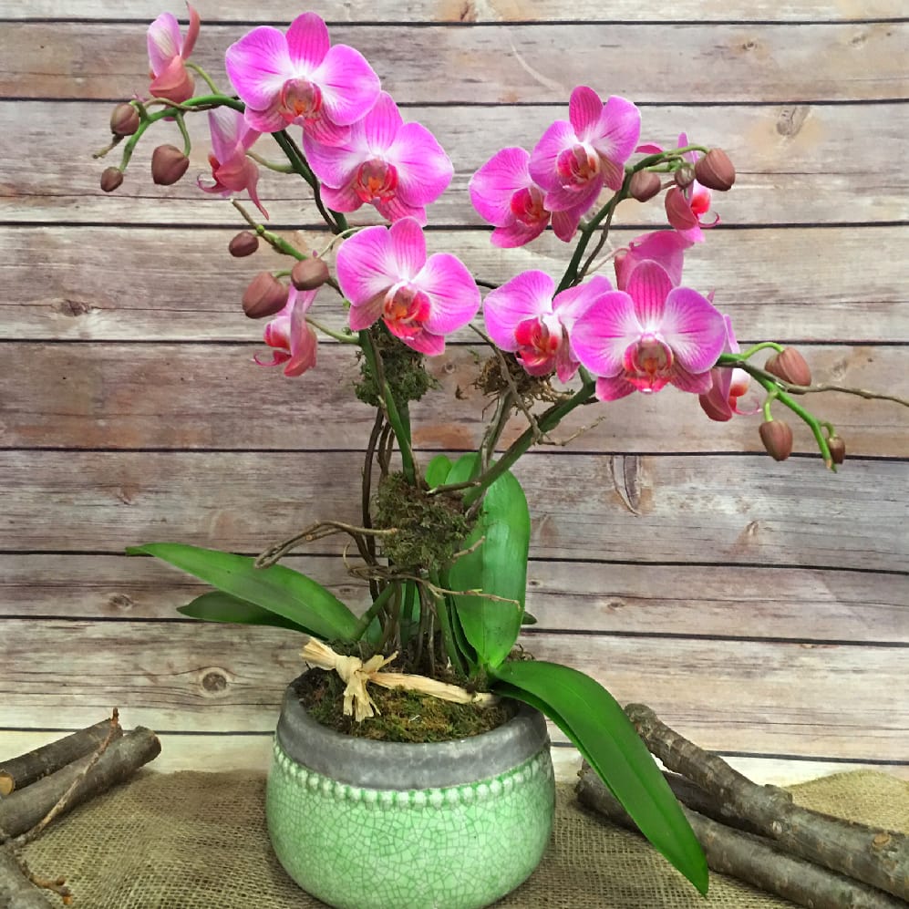 DWARF MINI PHALAENOPSIS ORCHID in New York, NY Flowers by Philip