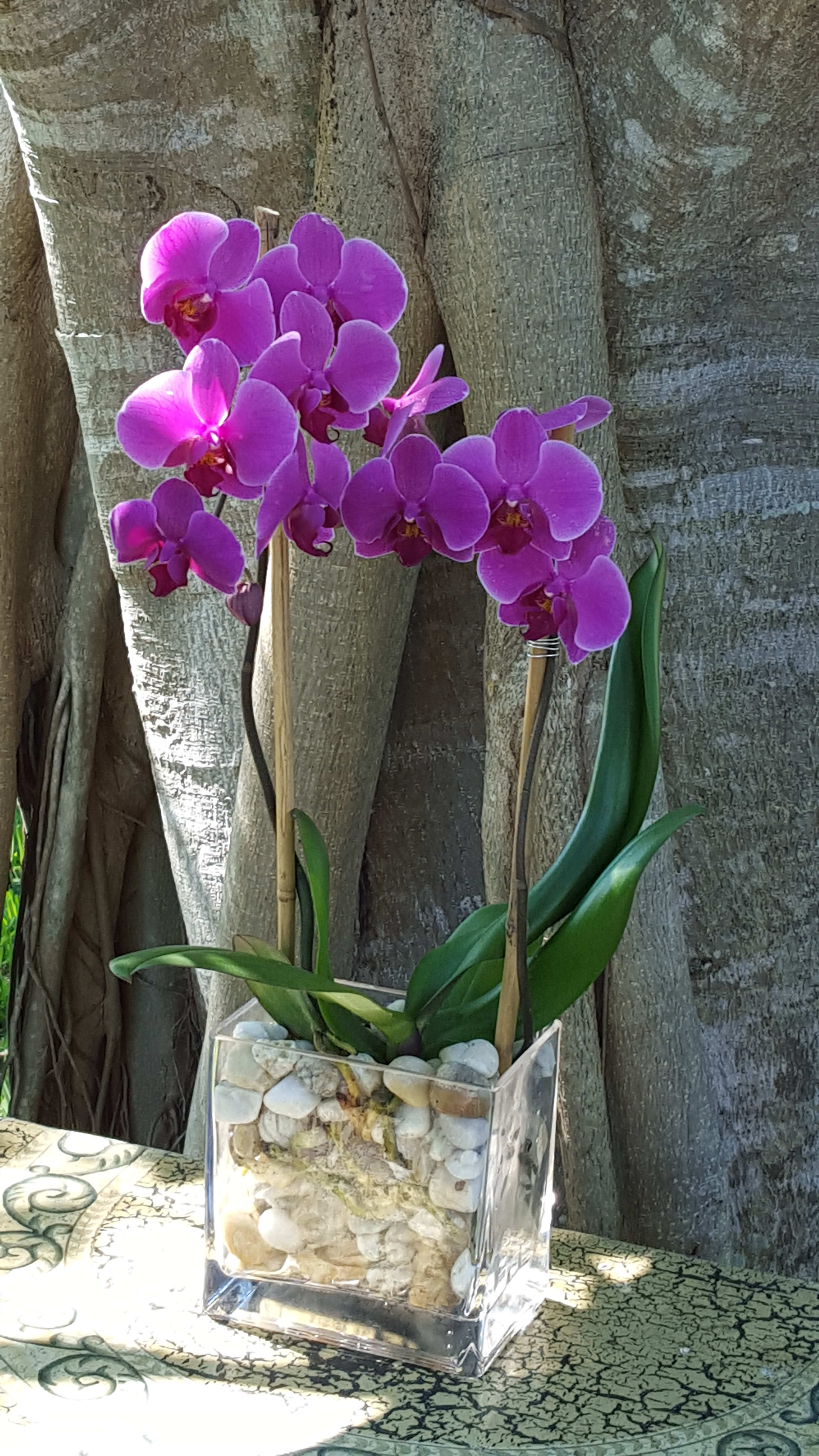 Modern Orchids in Venice, FL Flowers