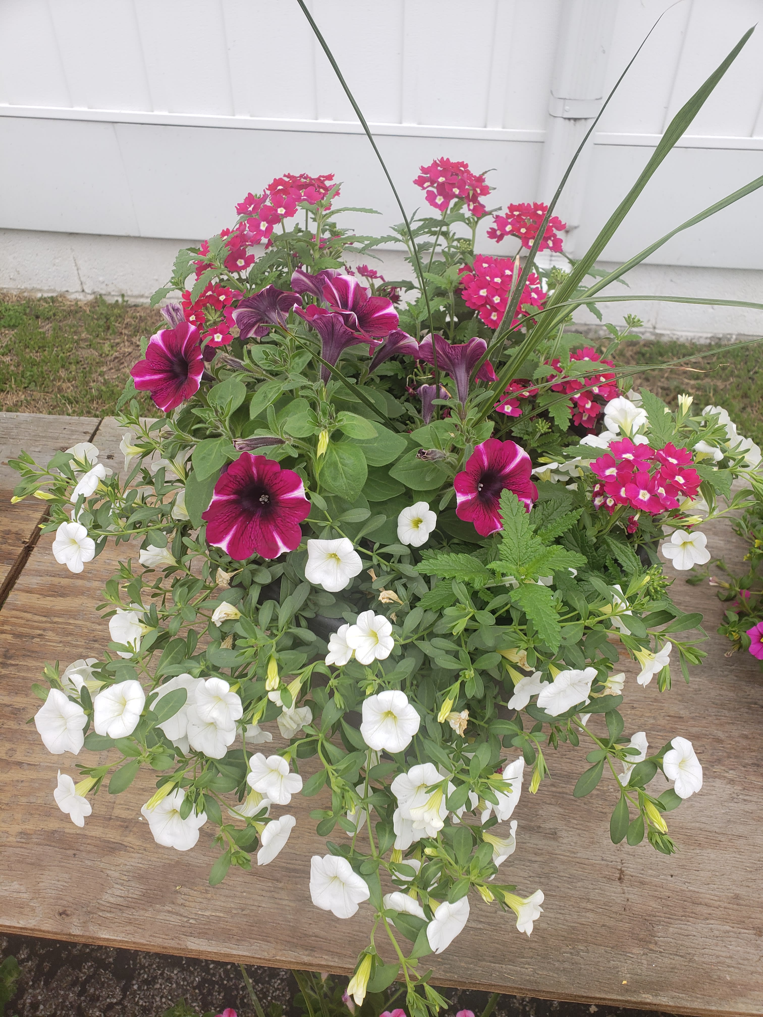 Patio Pot with Assorted annual plants in Monroe, MI Deb's Floral Designs